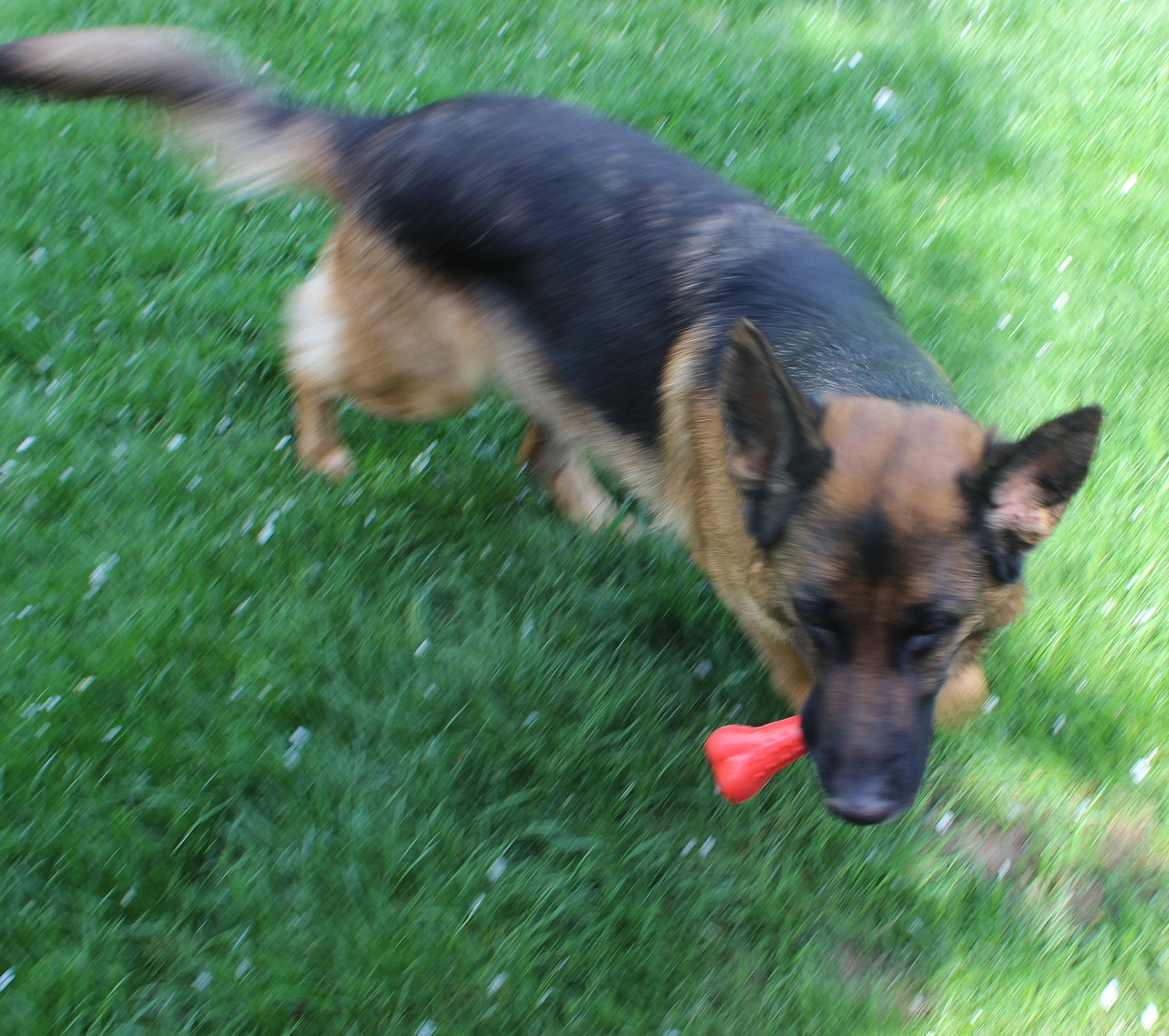 Jalousie Chew Toy Natural Rubber Chew Toy For Interactive Play Toy Ball Rope Rubber Value Set For Small To Medium Breed Dog Mutt Puppy