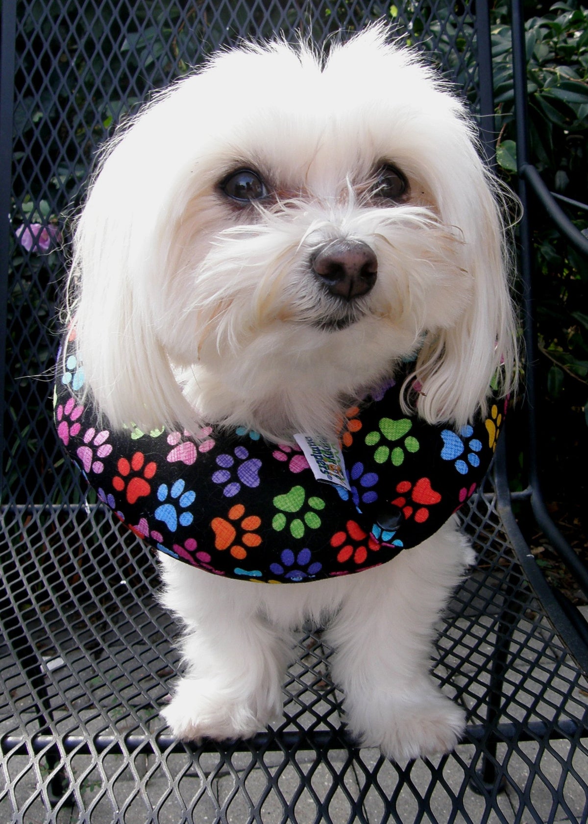 Puppy Bumpers Keep Your Dog On The Safe Side Of The Fence - Rainbow Paw (Up To 10')