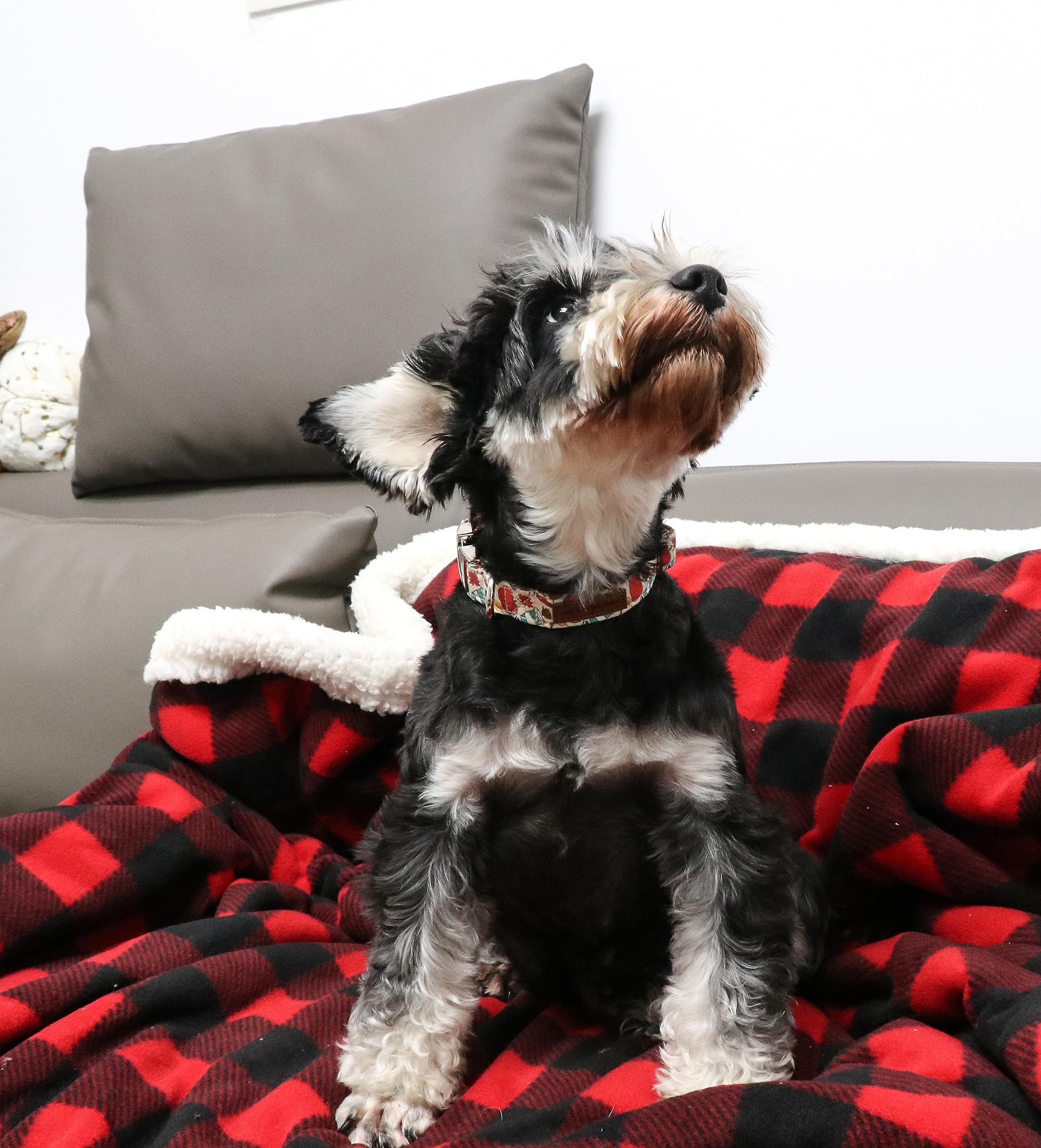 Unique Style Paws Halloween Dog Collar Metal Buckle Pumpkin Collar Gift Durable Cute Collar For Small Medium Large Boys Girls Do