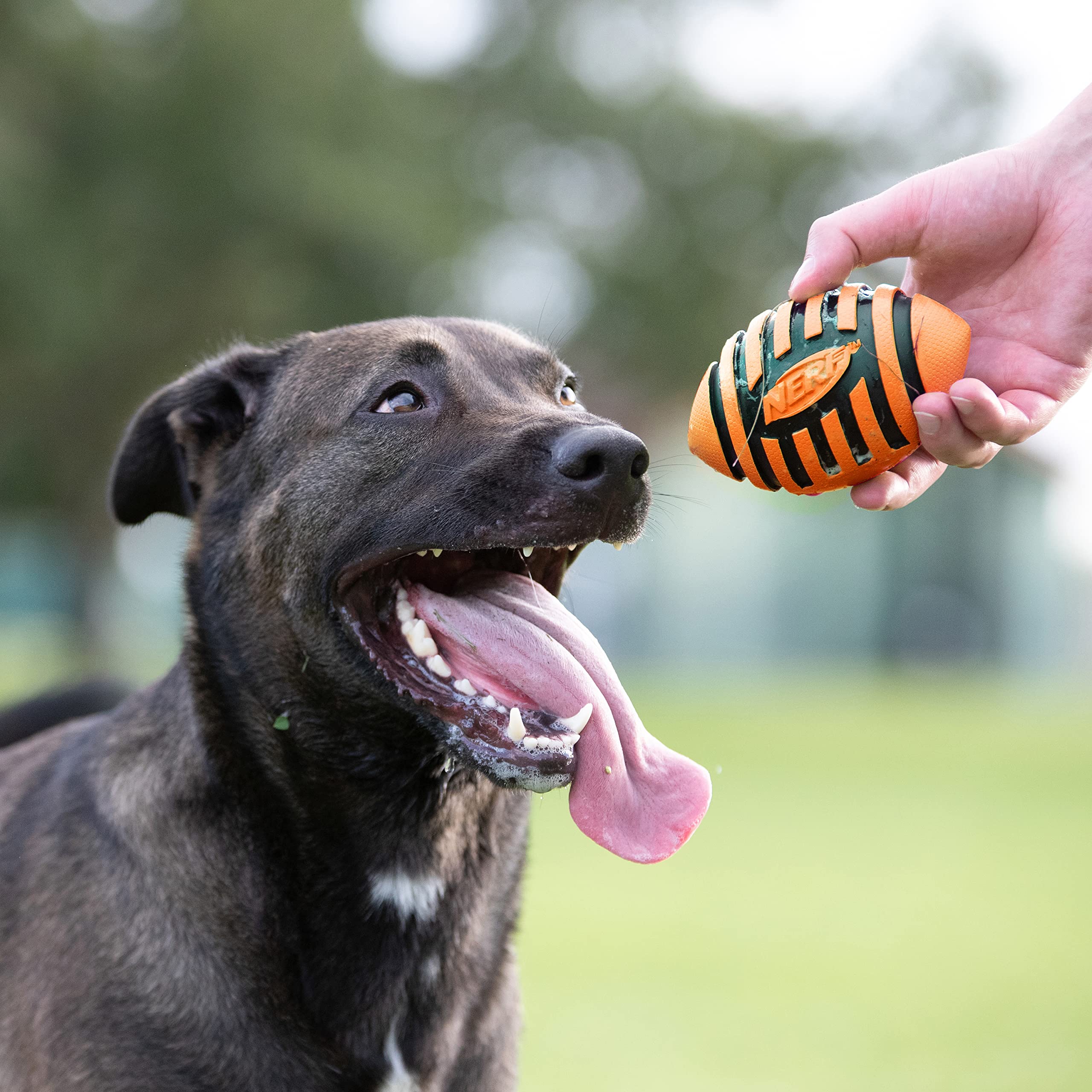 Nerf Dog Rubber Football Dog Toy With Spiral Squeaker, Lightweight, Durable And Water Resistant, 5 Inch Diameter For Medium/Large Breeds, Single Unit, Orange (8915)