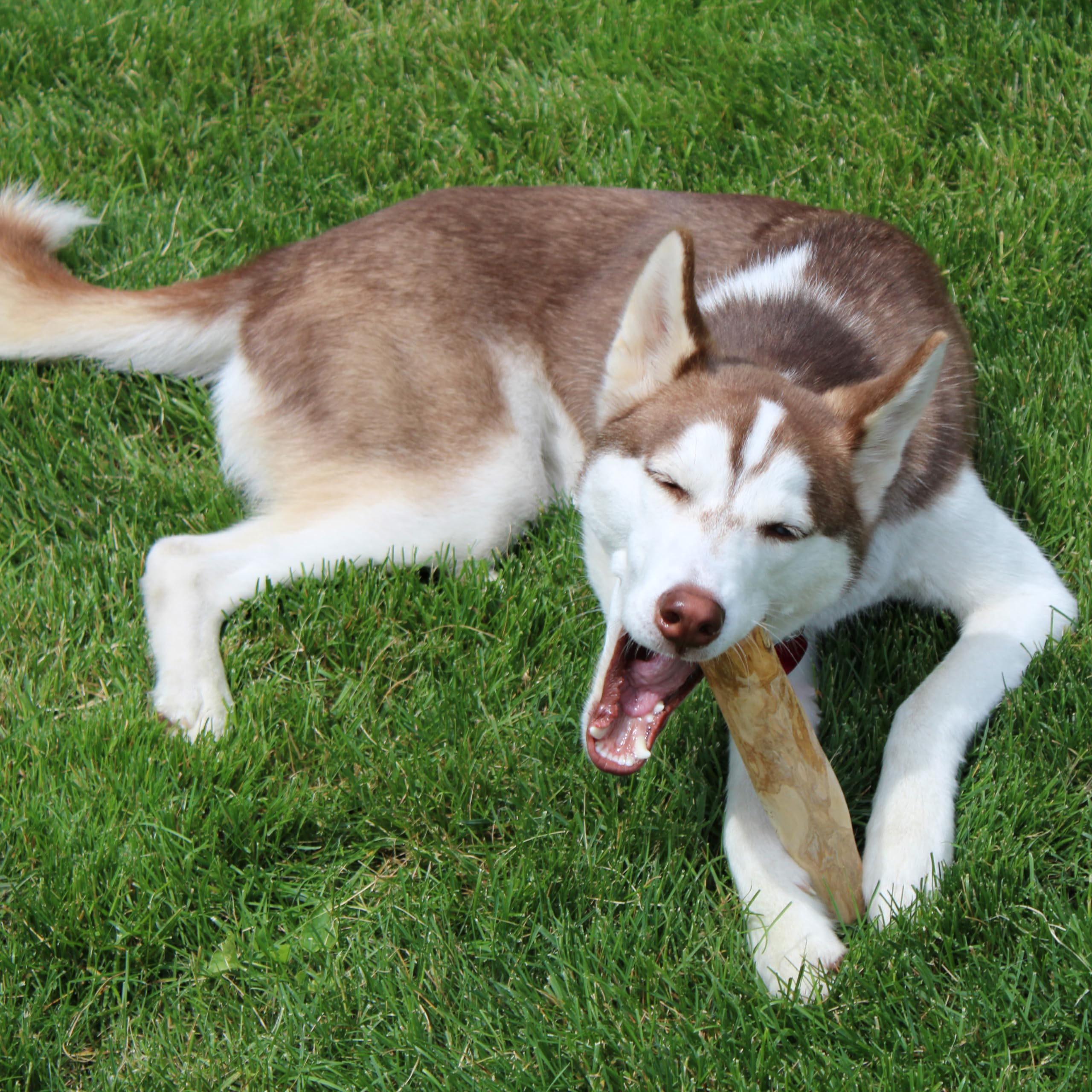 Spot Coffee Wood Dog Chew Toy – 100% Natural & Sustainably Sourced Non-Splintering Wood From Coffee Plants, Long Lasting, Durable Toy For Aggressive Chewers, For Medium Dogs And Puppies Up To 44Lbs