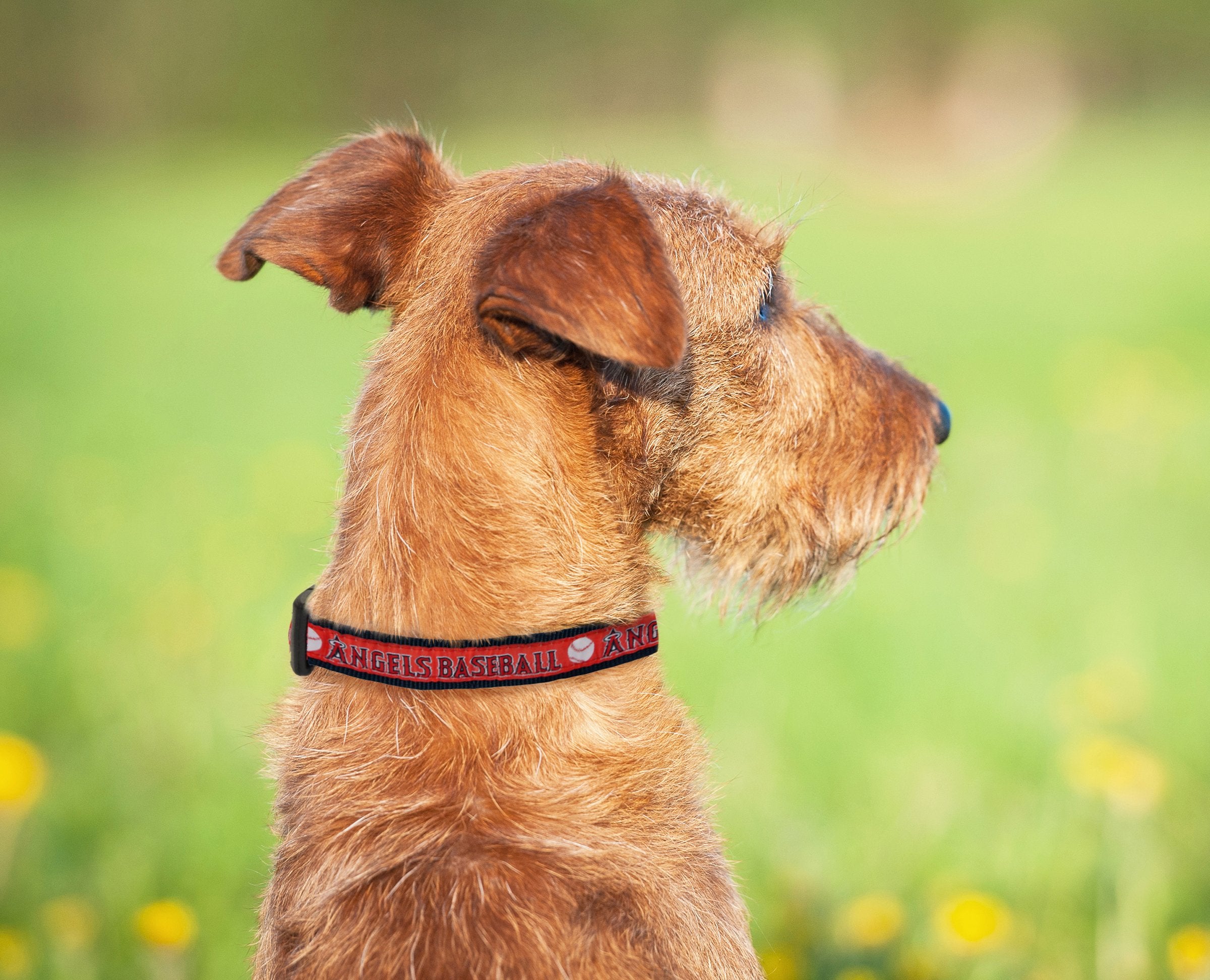 Mlb Los Angeles Angels Dog Collar, Medium
