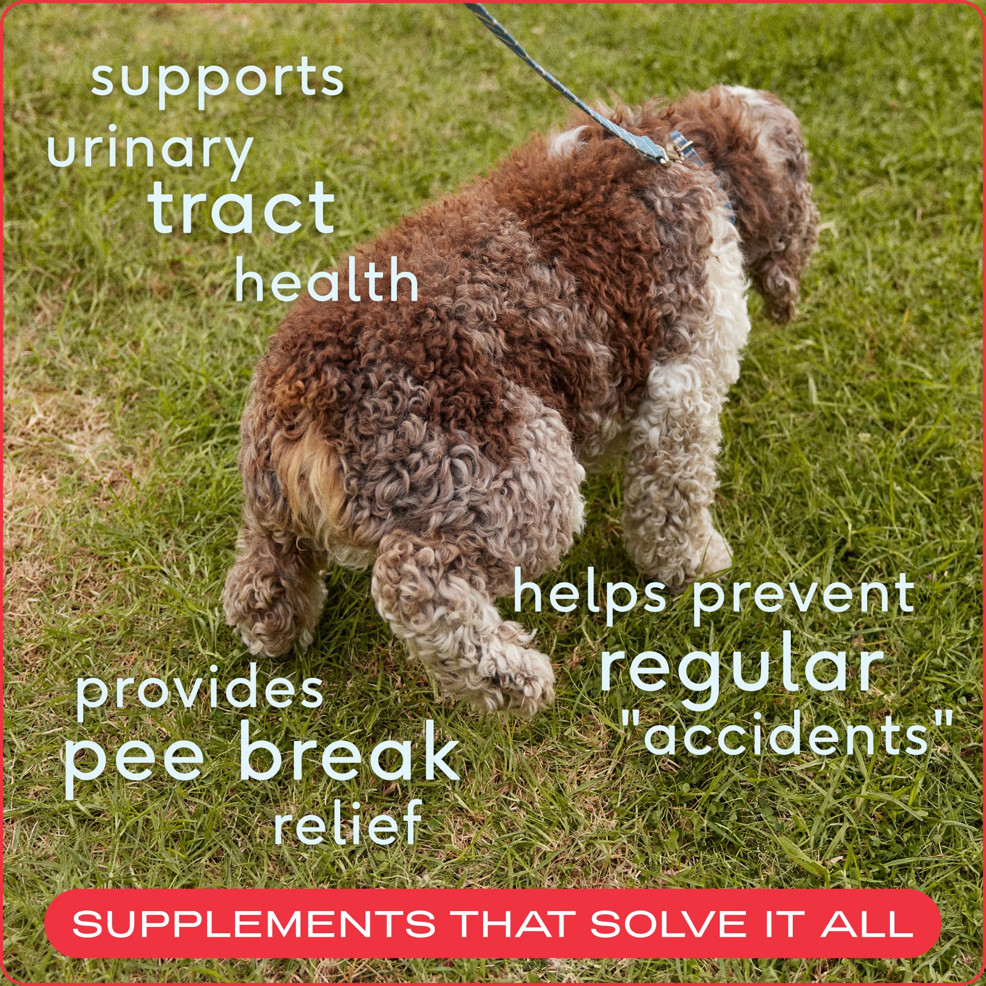 Native Pet Dog UTI Treatment - Cranberry Supplement for Dogs Bladder Control & Kidney Support - Prevent Urinary Tract Infection