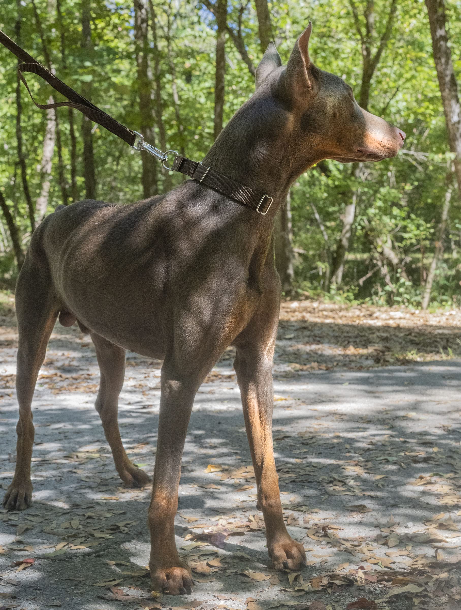 Country Brook Petz - Brown Martingale Heavy Duty Nylon Dog Collar - 21 Vibrant Color Options (3/4 Inch Width, Small)