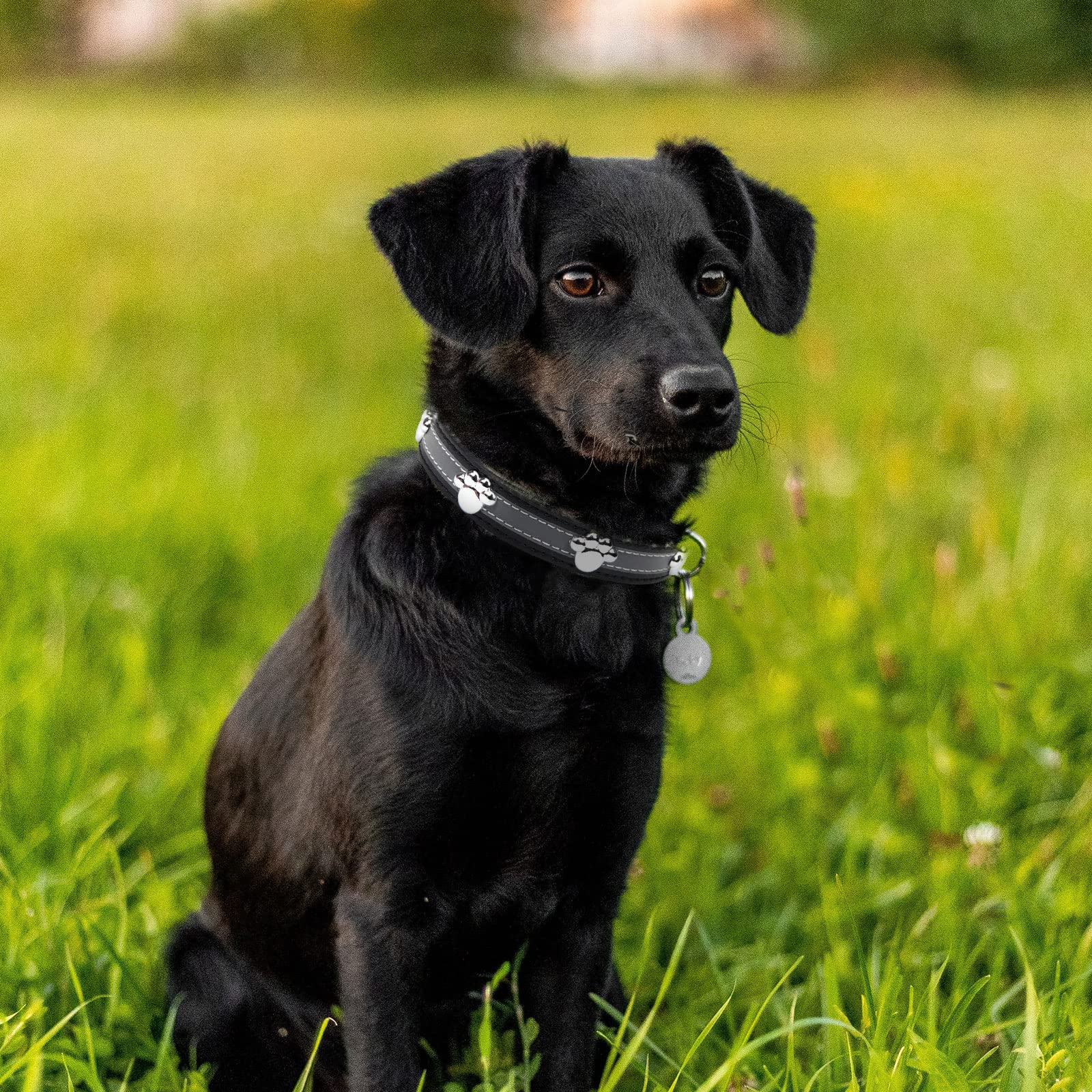 Petcare Reflective Dog Collar With Cute Paw Rivet Studded Funny Soft Pu Leather Adjustable Puppy Dog Collars For Small Medium Large Dogs Cats (Black,Large)