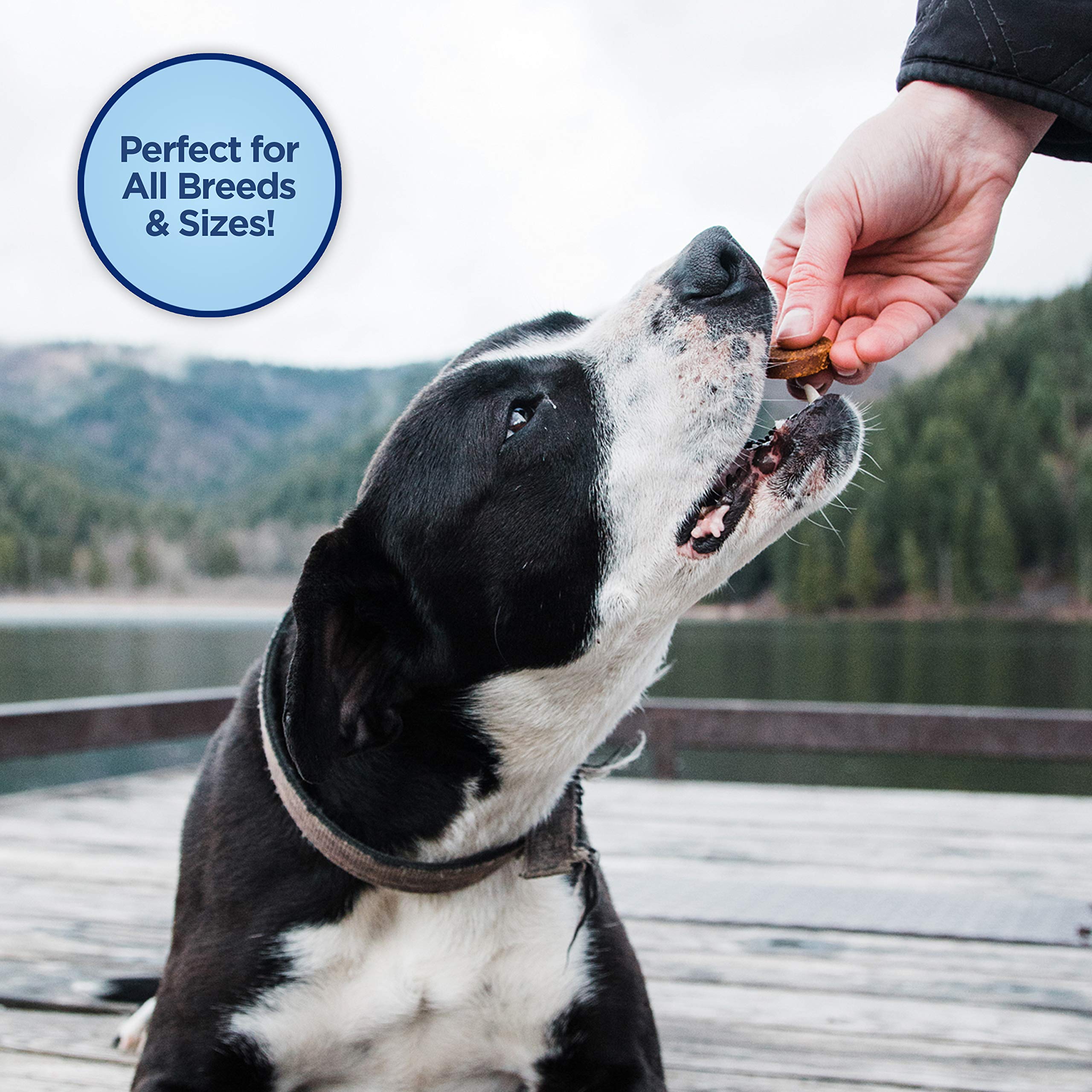 Natural Balance Limited Ingredient Mini-Rewards Salmon Grain-Free Dog Training Treats for Dogs | 5.3 Ounce (Pack of 1), Canister
