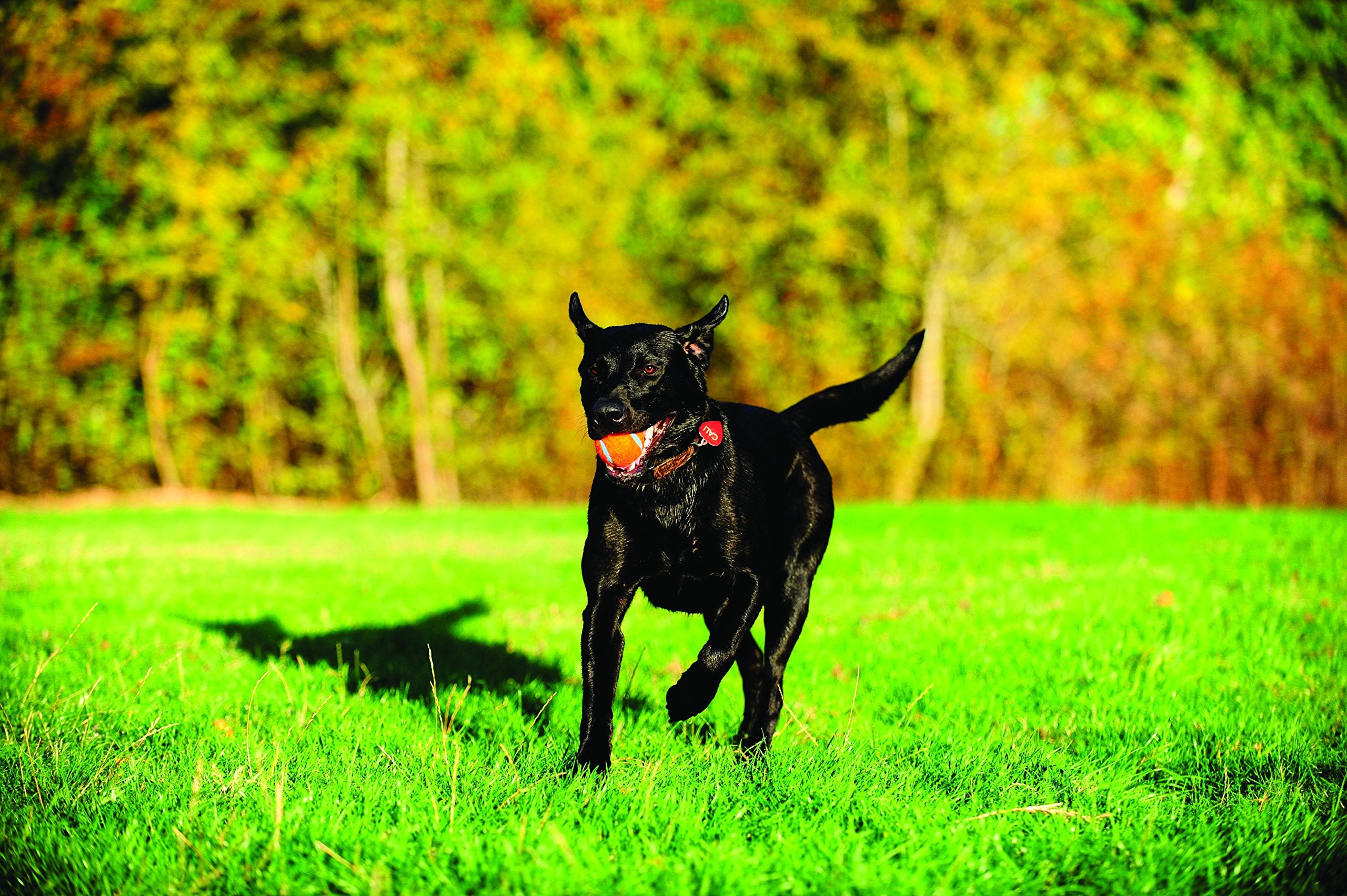 Chuckit! Dog Tennis Ball Dog Toy, Large (3 Inch Diameter) For Dogs 60-100Lbs, Pack Of 1