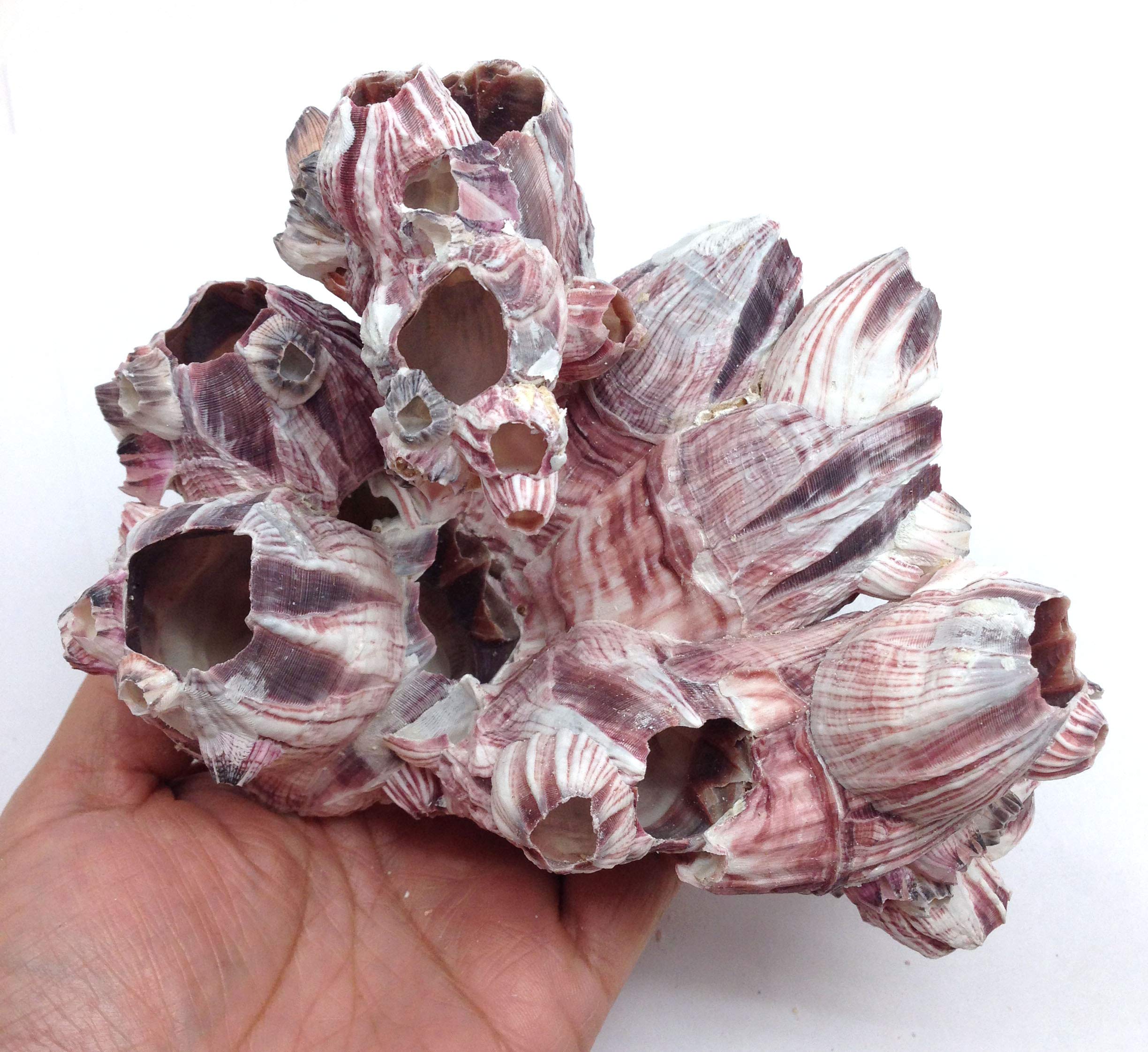 Pepperlonely Purple Barnacles Clusters For Saltwater Aquariums, 5 Inch ~ 7 Inch