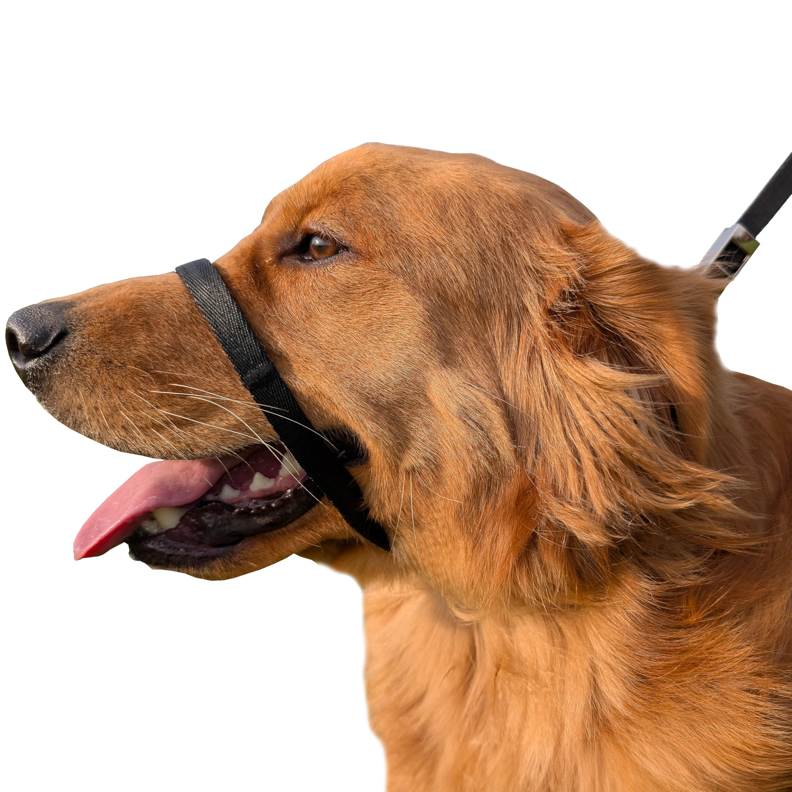 Petspromax No-Pull Dog Headcollar (Medium) | Instant Stop Dog Pulling For Comfortable, Safe, And Effective Walking. Designed To 