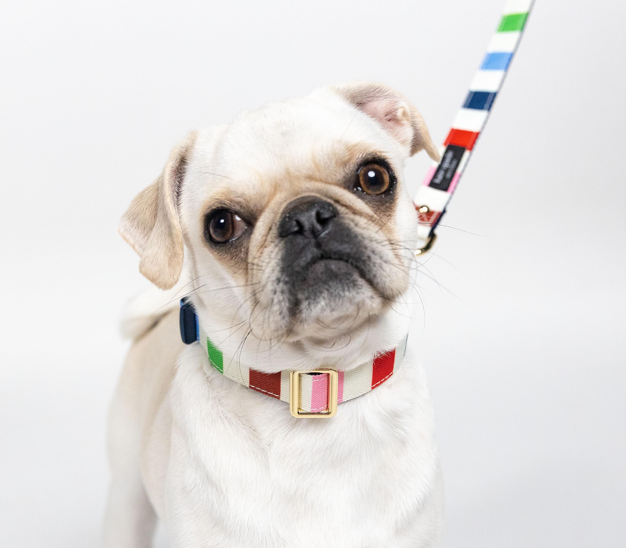 Kate Spade New York Cute Dog Collar With Gold Metal Details & Plastic Buckle, 10.5    To 13.5    Adjustable Dog Collar For Femal