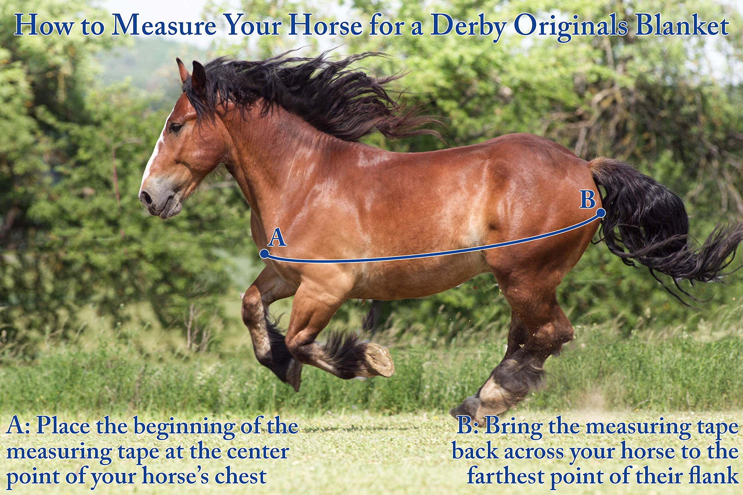 Derby Originals Reflective Safety No Hardware Winter Turnout Blanket for Foals & Mini Horses 1200D Waterproof Ripstop Medium Wei