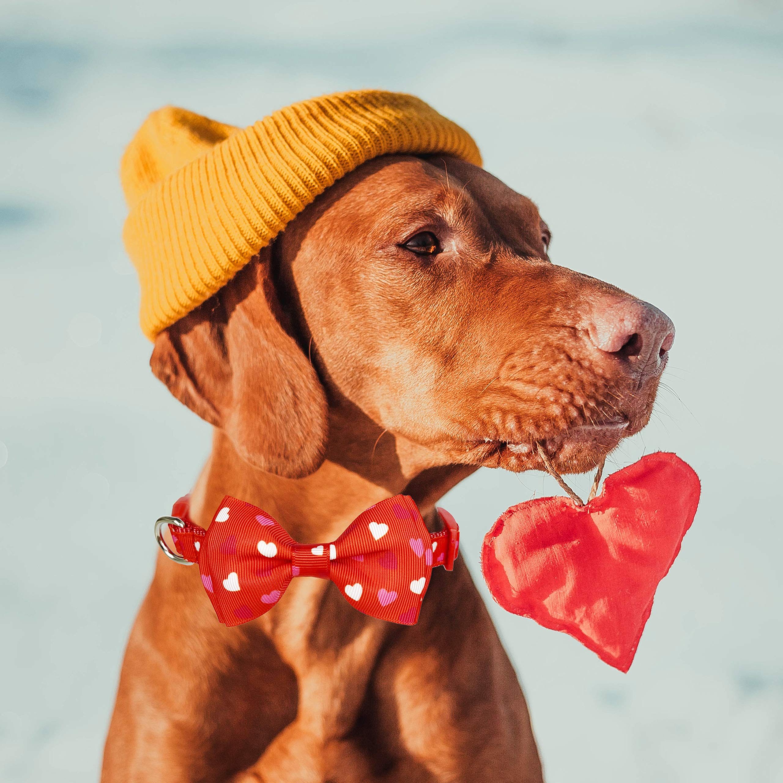 Valentine'S Dog Collar With Bow Tie, Holiday Cute 2 Pack Collar For Medium Large Dogs (Love Song, Large-(16-27') Neck * 1' Wide)