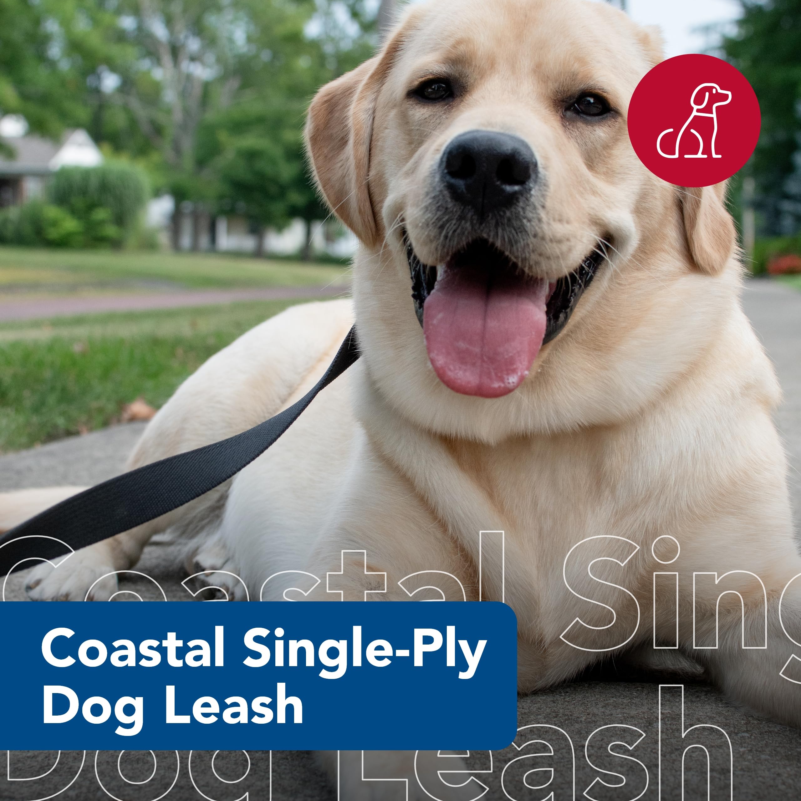 Coastal Pet Single-Ply Dog Leash - Sturdy Pet Leash - Comfortable & Stylish - Resists Fraying - Vibrant & Fade-Resistant Color - Black, 5/8' X 6'