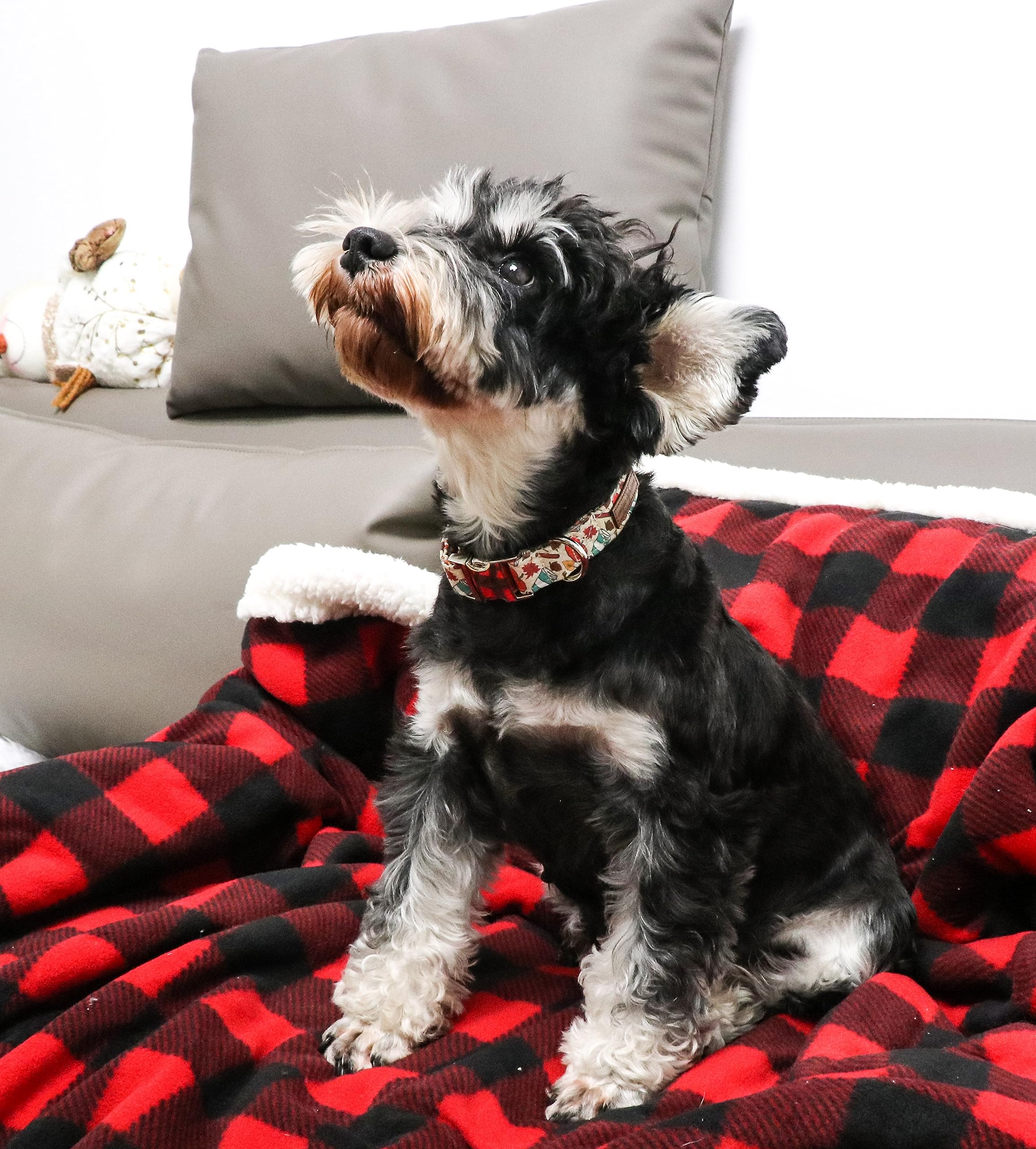 Unique Style Paws Halloween Dog Collar Metal Buckle Pumpkin Collar Gift Durable Cute Collar For Small Medium Large Boys Girls Dogs