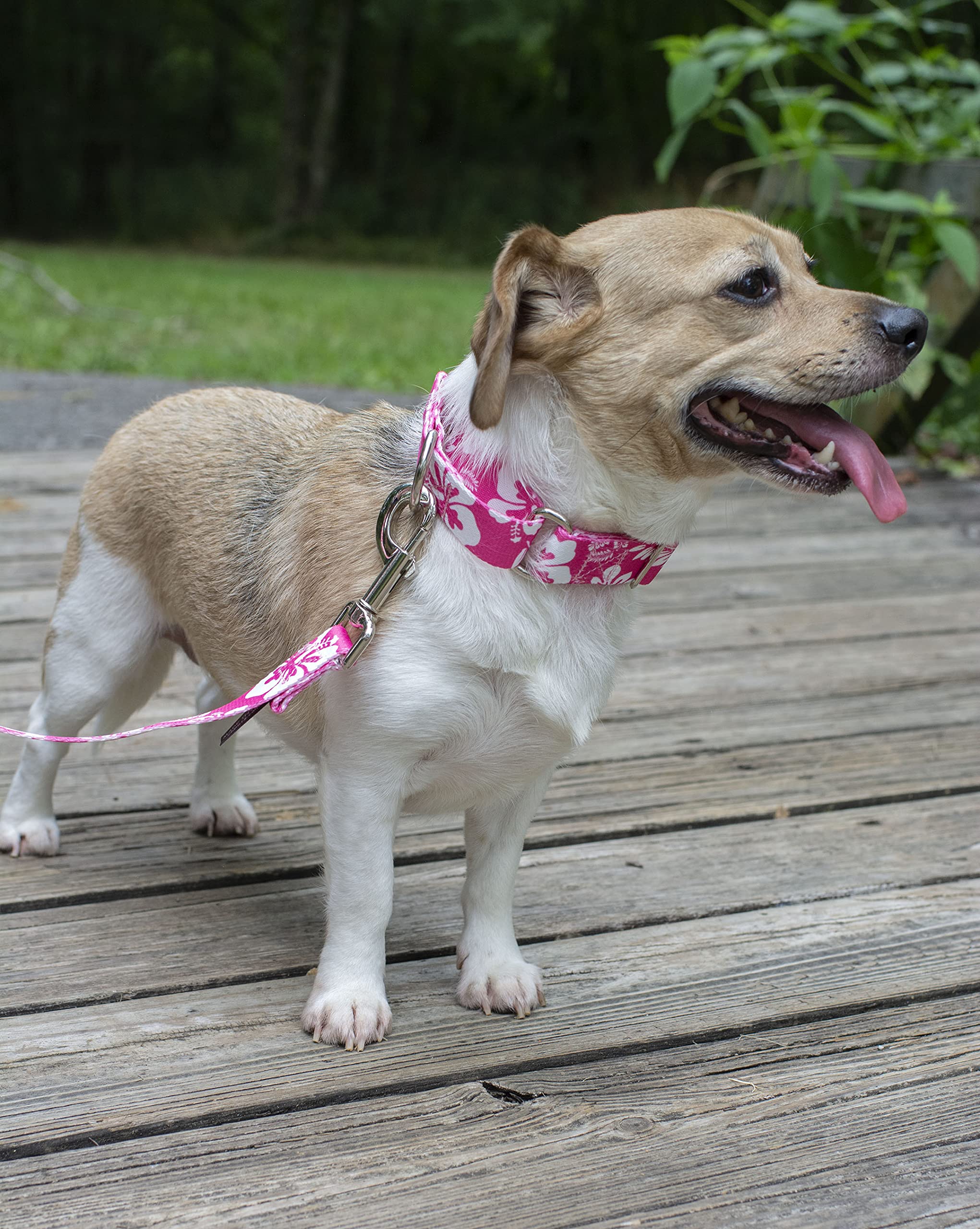Country Brook Petz - Pink Hawaiian Martingale Dog Collar And Leash - Summer Breeze Collection Featuring Sunny Designs (1 Inch, Medium)