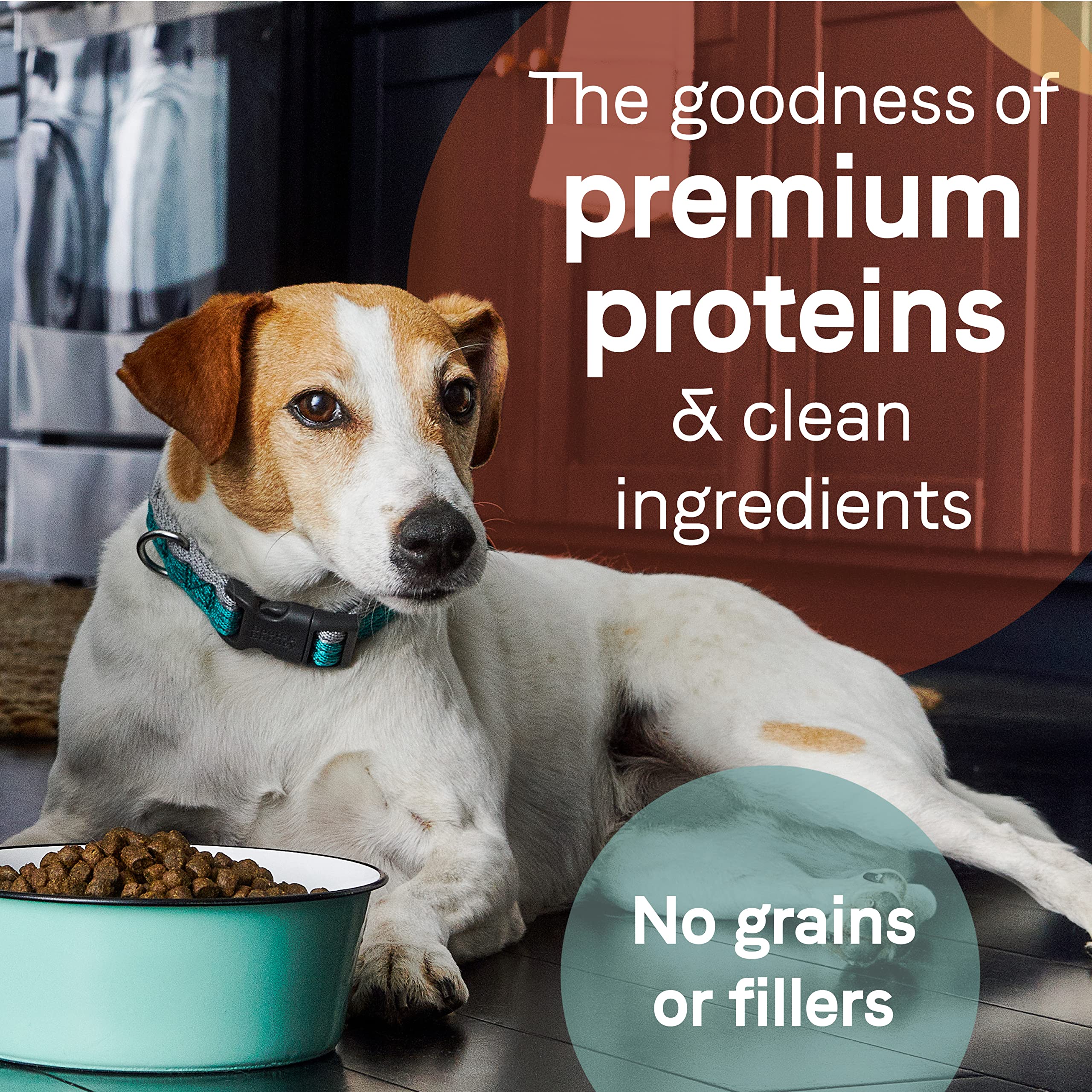 Canidae Pure Real Salmon & Sweet Potato Recipe Adult Dry Dog 22 LB