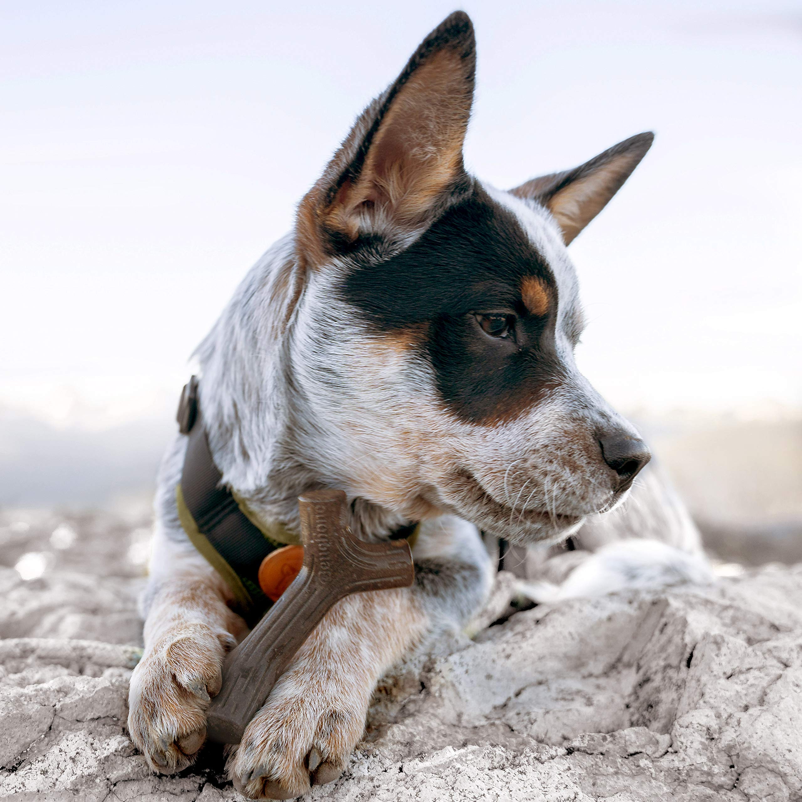 Benebone Puppy Maplestick Dog Chew Toy, Made In Usa, Real Maple Wood Flavor, Small