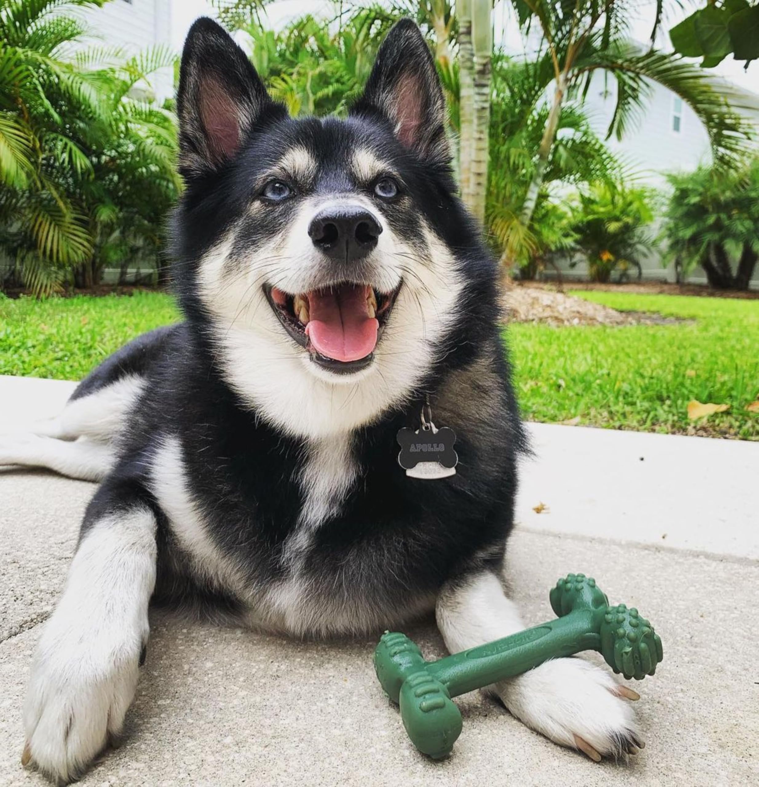 Nylabone Power Chew Easy-Hold Dog Toy - Dog Toys For Aggressive Chewers - Indestructible Dog Toys For Aggressive Chewers Large Breed - For Large Dogs - Bacon Large/Giant (1 Count)