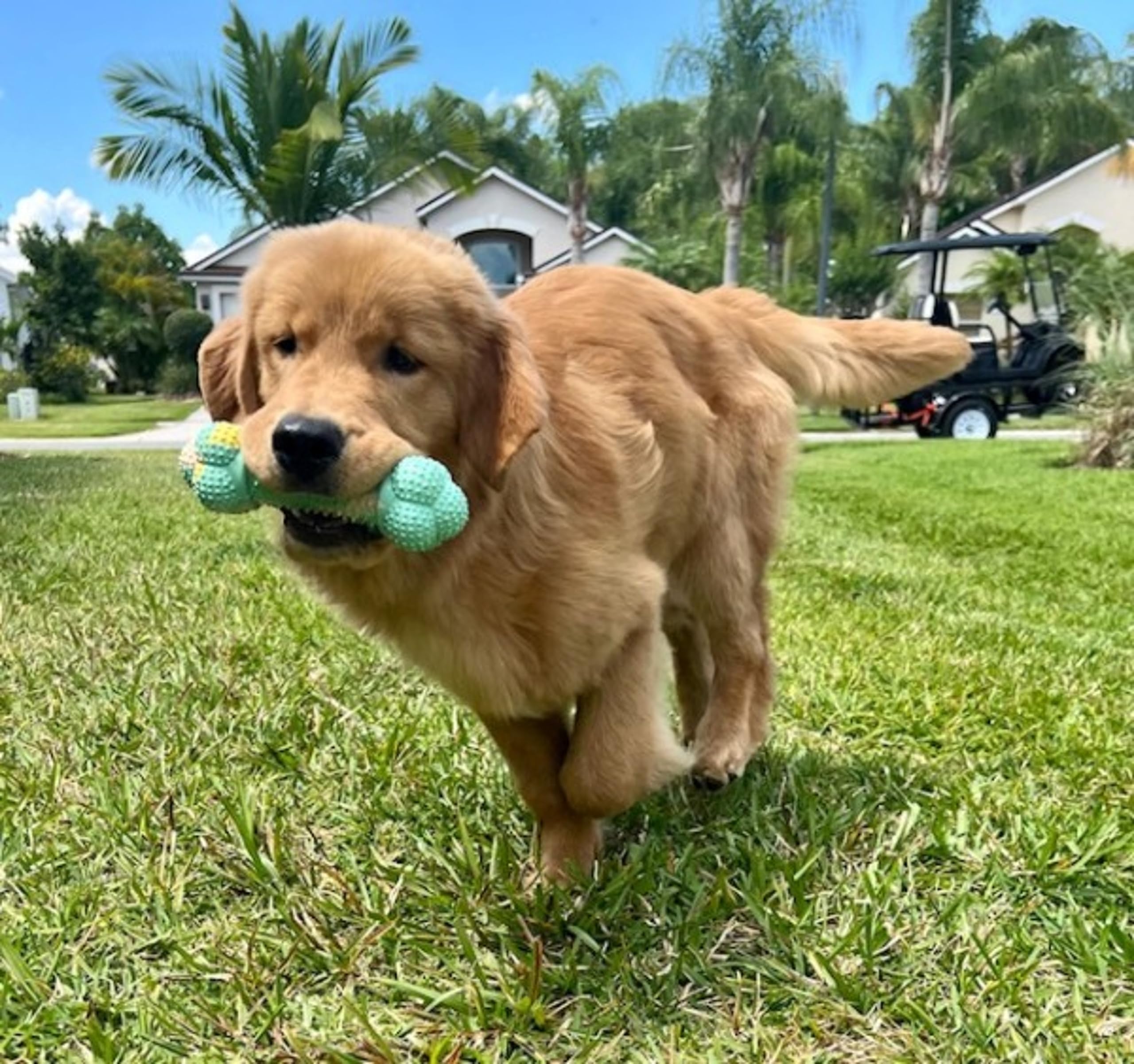 Nylabone Flavor Frenzy Barbell Puppy Chew Toy, Rubber Toys For Teething Puppies, Peanut Butter & Banana Flavor, Medium - Up To 35 Lbs, 1 Count