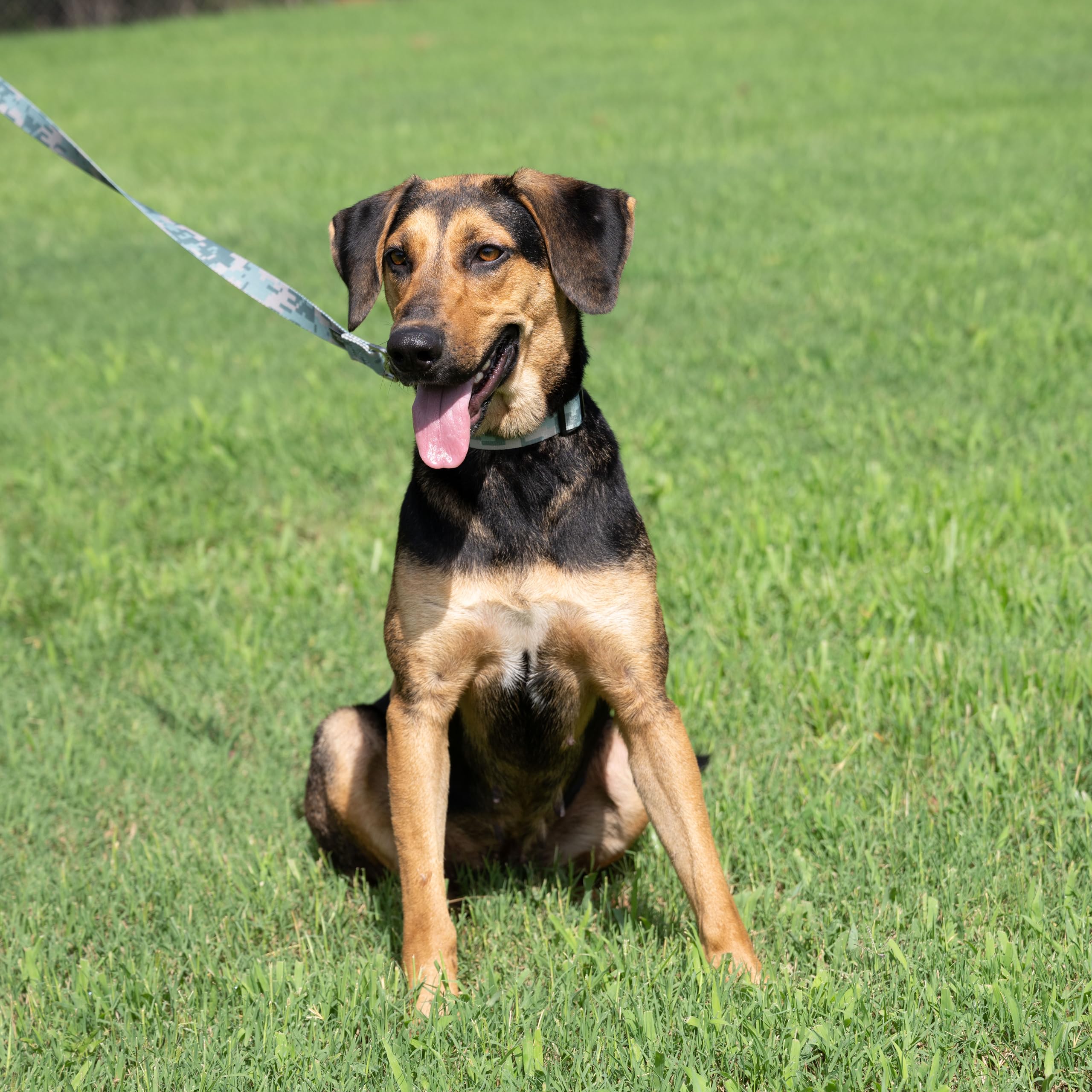 Country Brook Petz - Digital Camo Deluxe Dog Collar - Made In The U.S.A. - Camouflage Collection With 16 Rugged Designs (1 Inch, Medium)