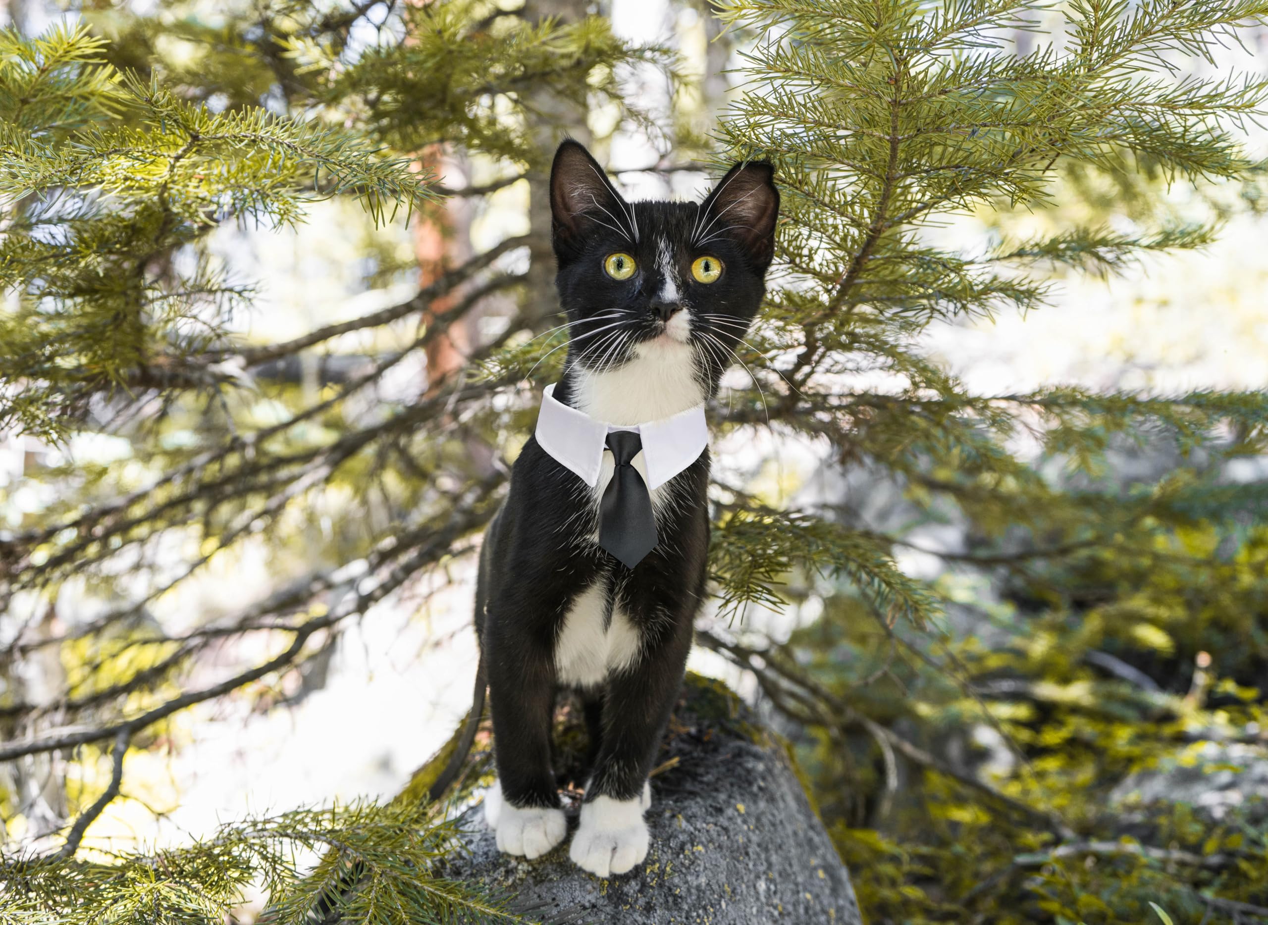 Cat Tuxedo, Koolmox Adjustable Suit White Collar With Formal Bows And Ties For Pet, Black Tiefor Small Medium Boy Cats Dogs Tuxedo Tux Outfits, Wedding Birthday Valentines Day Costumes, 2 Pack Black