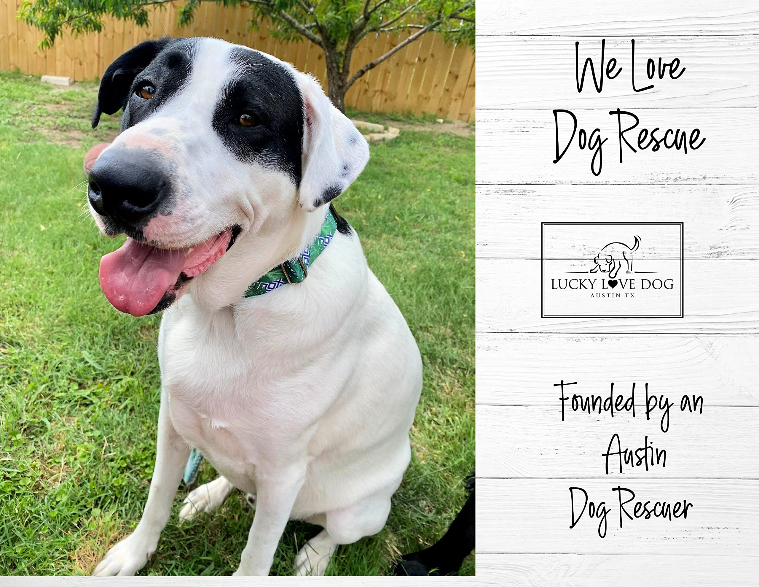 Lucky Love Dog Collar, Beautiful & Vivid Pattern Small Boy Dog Collars, Easy On & Off Clasp Accessory (Blue Laguna, S)