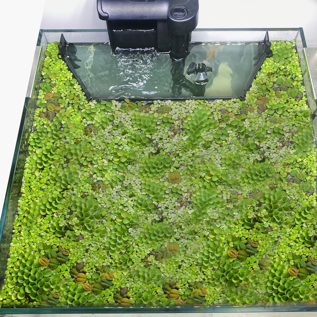 Floating Plant Corral For Aquarium, Fish Tank Accessories To Separate Floating Plants, Automatically Adjusts Height With Water L