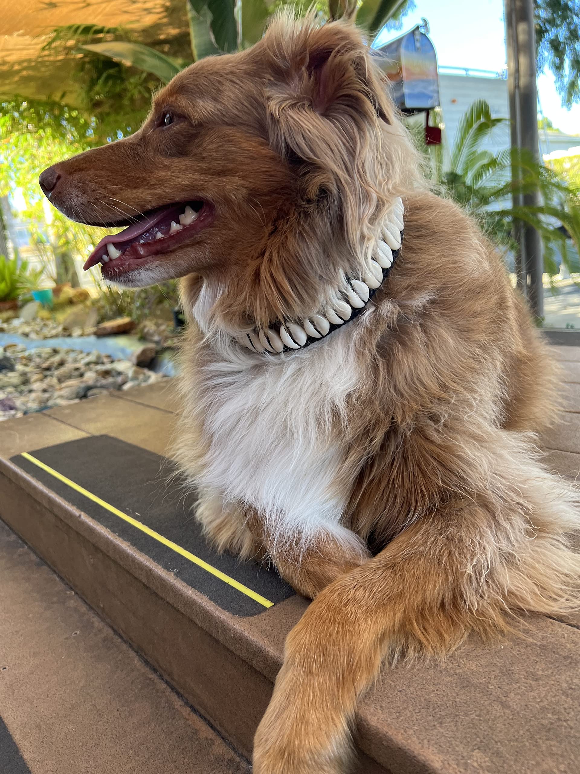 Handmade Seashell Dog Collar, Cool Dog Collar Cute Pet Collar Awesome Pet Necklace Fun Dog Stuff Designer Dog Fashion Nautical D