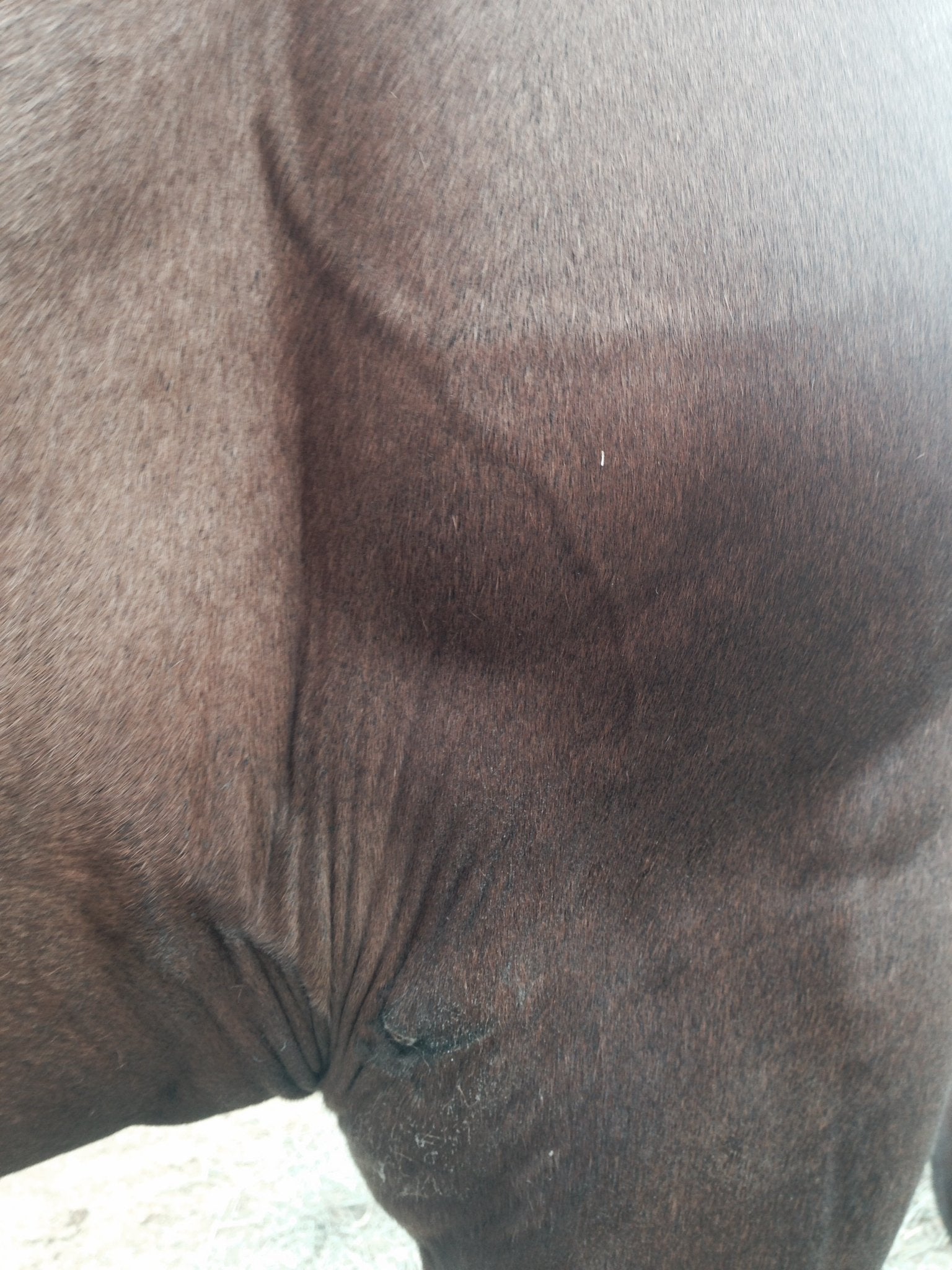 Big Mare Horse Wound Lotion | Anti Bacterial/Anti Fungal | Healing, Soothing & Penetrating Formula | 8 oz Bottle