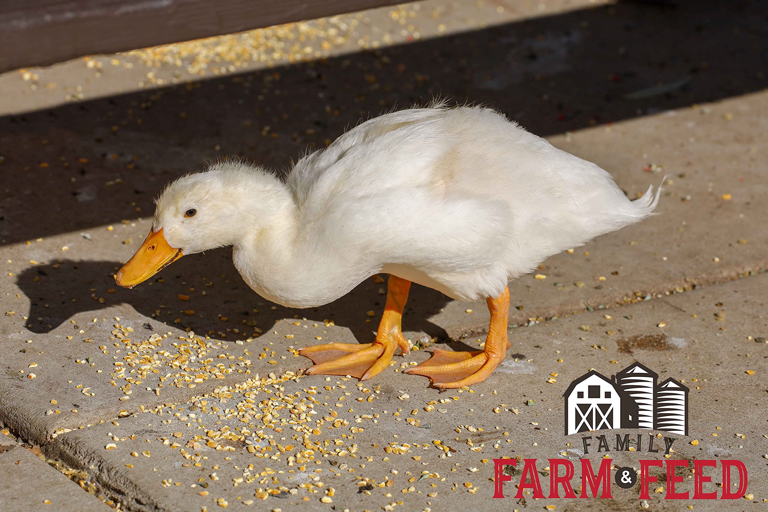 FAMILY FARM AND FEED | Four Seasons | Cracked Corn | Wild Bird Food | Backyard Songbird | 4 Pounds