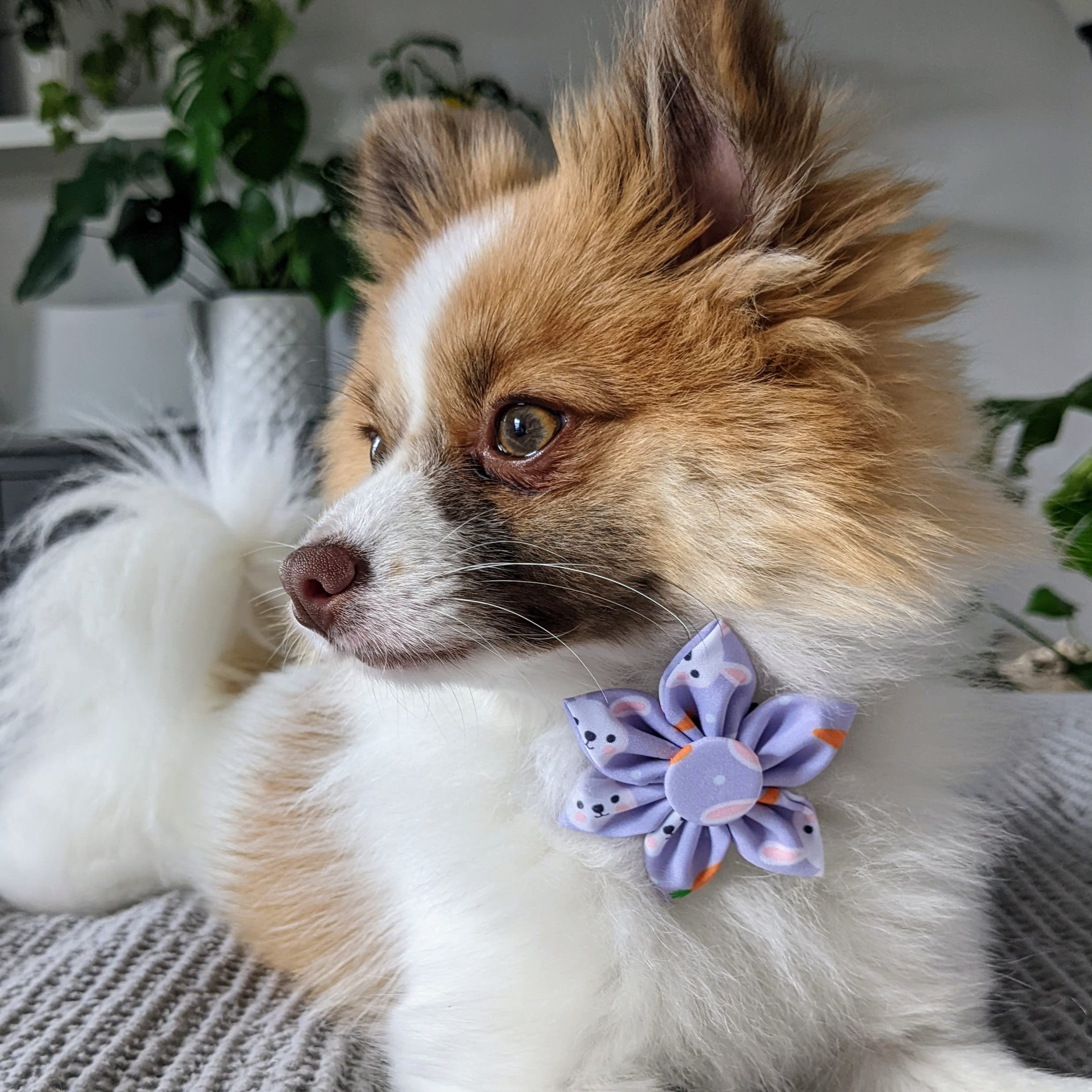 Huxley & Kent Pet Pinwheel - Funny Bunny (Large) - Easter/Spring Collar Accessory For Dogs/Cats - Bow Collar Attachment - Cute,