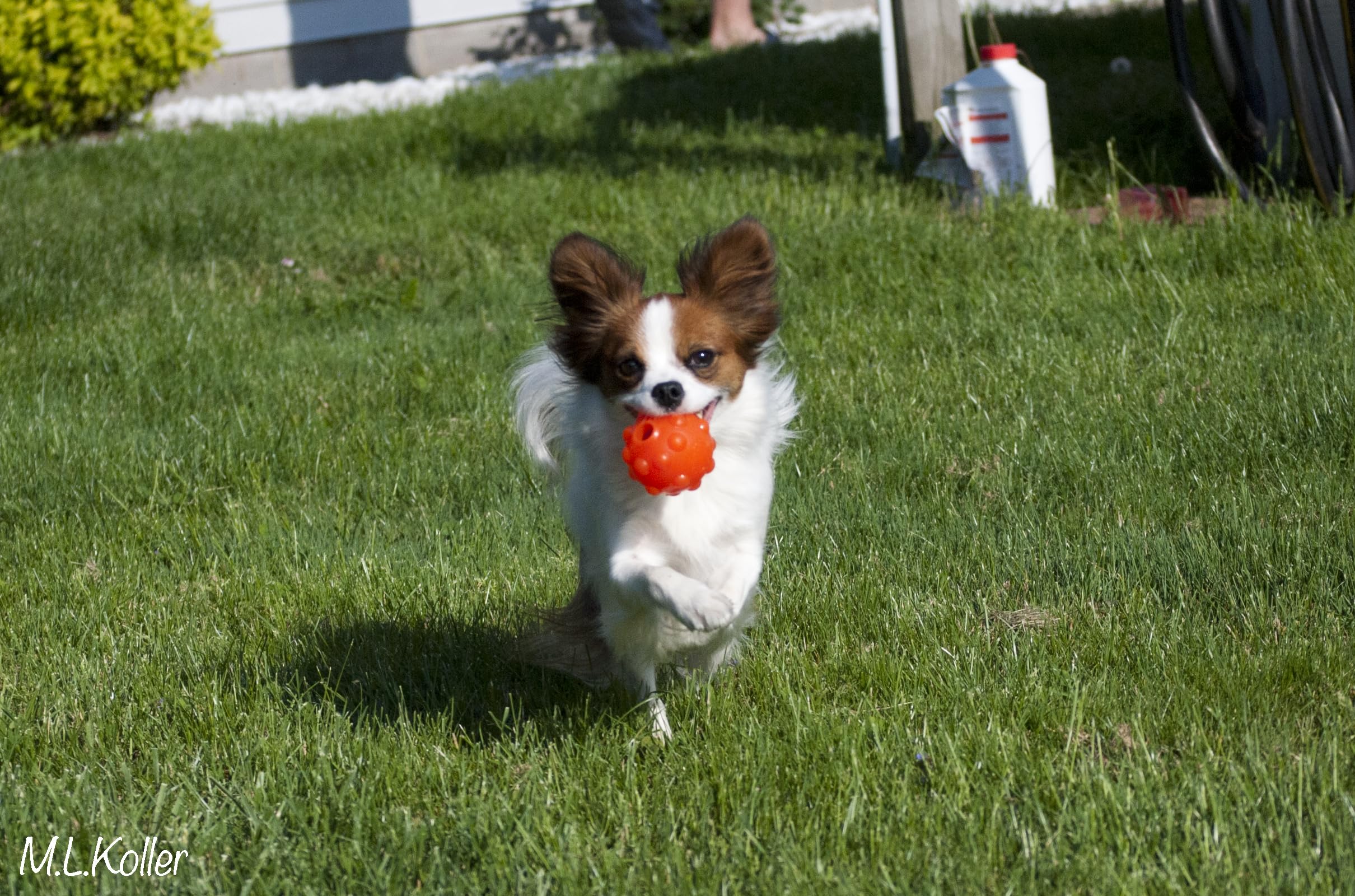 Jolly Pets Jumper, 4', Orange, Large, Model Number: Jtjj04Or