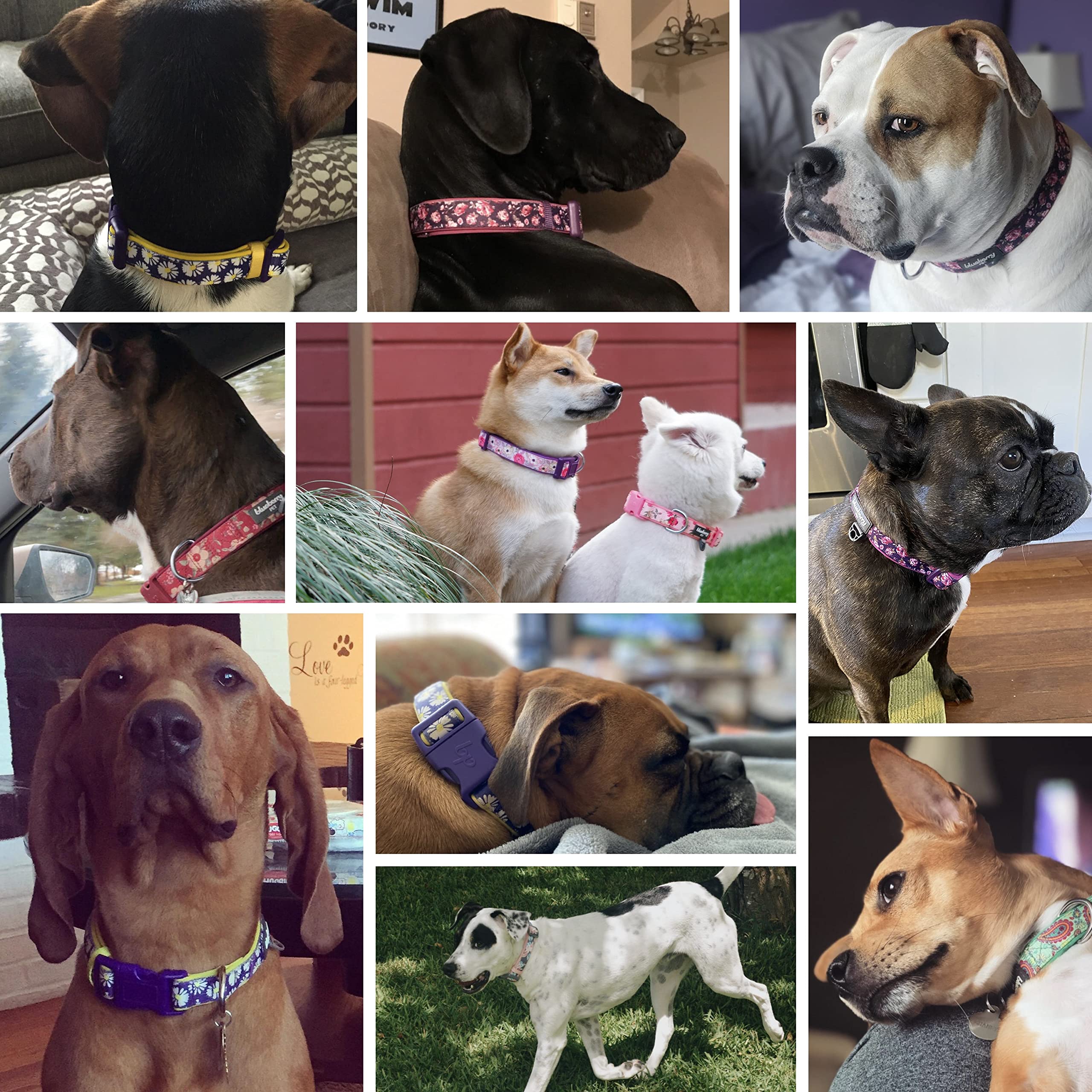 Blueberry Pet 5 Patterns Soft & Comfy Pretty Posies Spring Garden Navy Padded Adjustable Dog Collar, Large, Neck 18'-26'