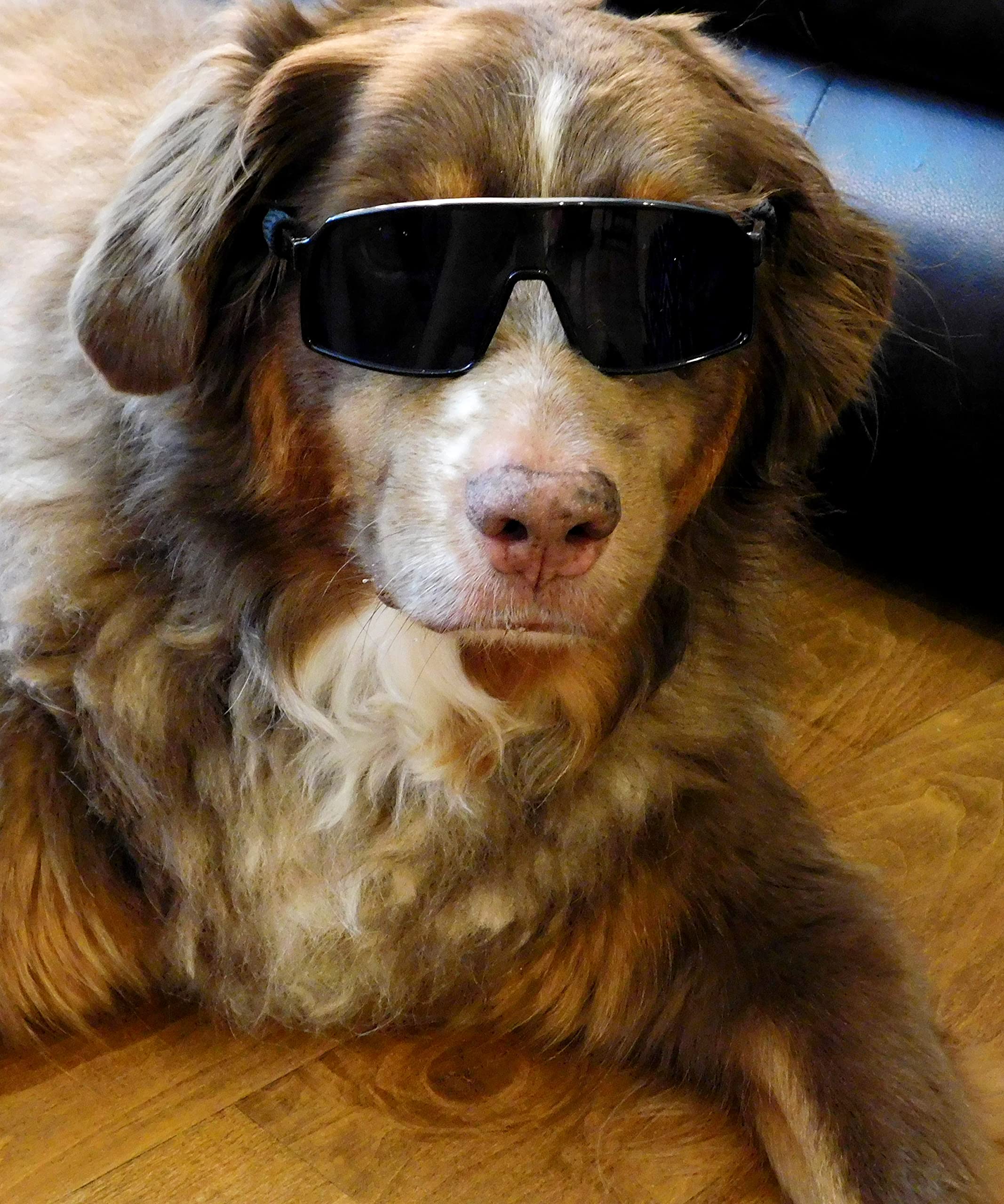 G010 Dog Pet Turbo Sports Sunglasses Medium Breeds 20-40 Lbs (Turbo Black)