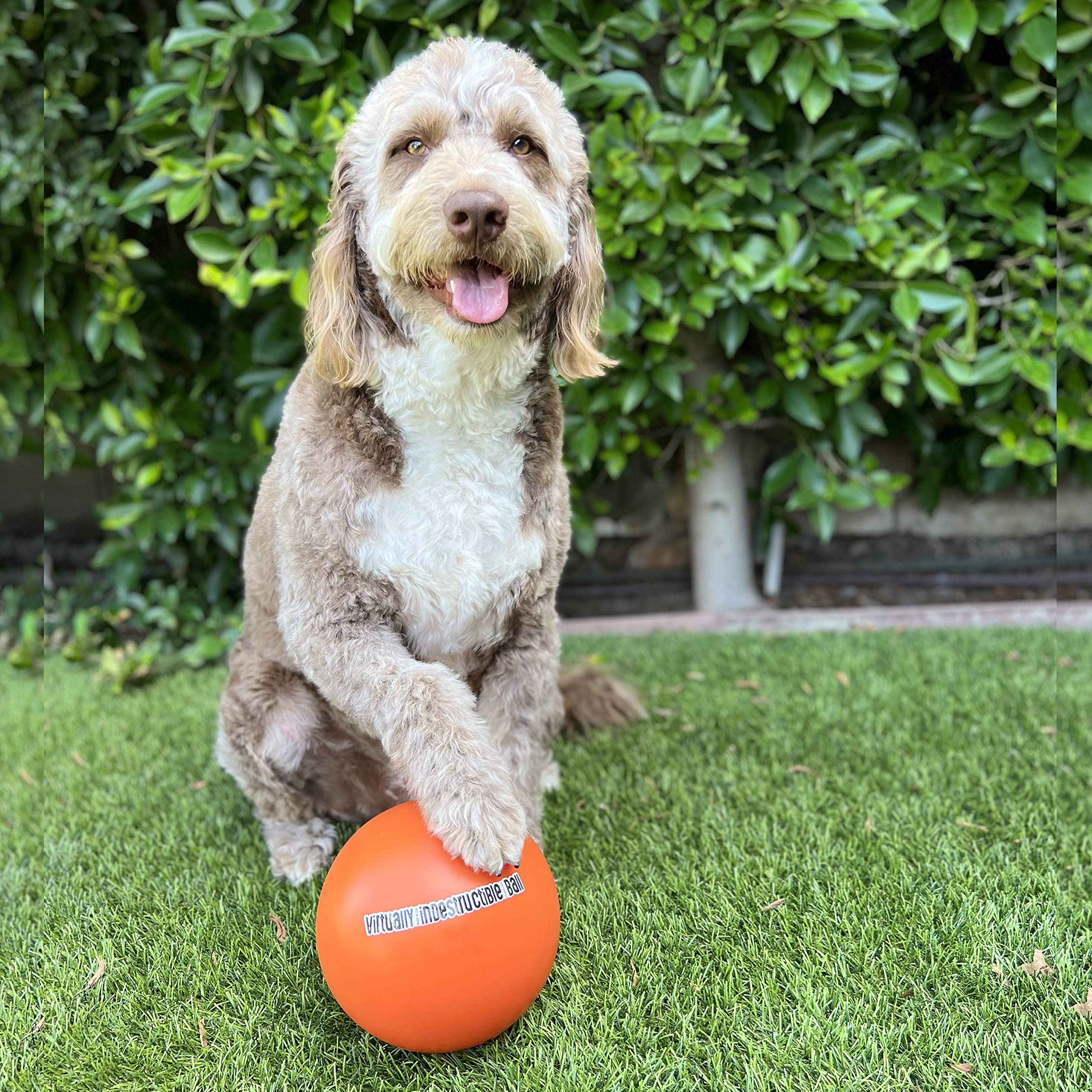 Doggie Dooley Virtually Indestructible Best Ball For Dogs, 8 Inch (Colors Vary) (1008),Medium