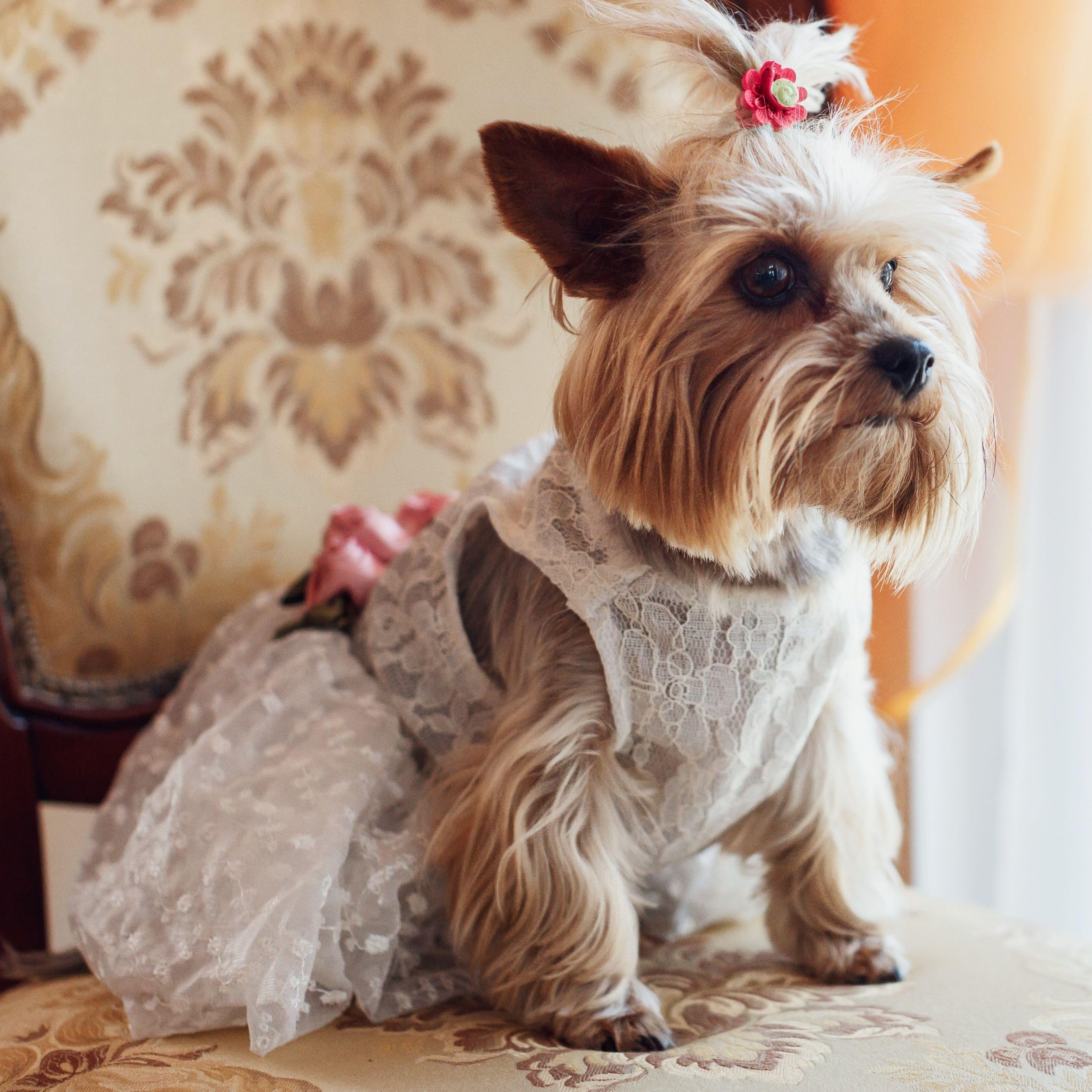 Fitwarm Luxury Pet Dog Wedding Dress, White Lace, Medium Size, Model A5844, Formal Apparel for Brides