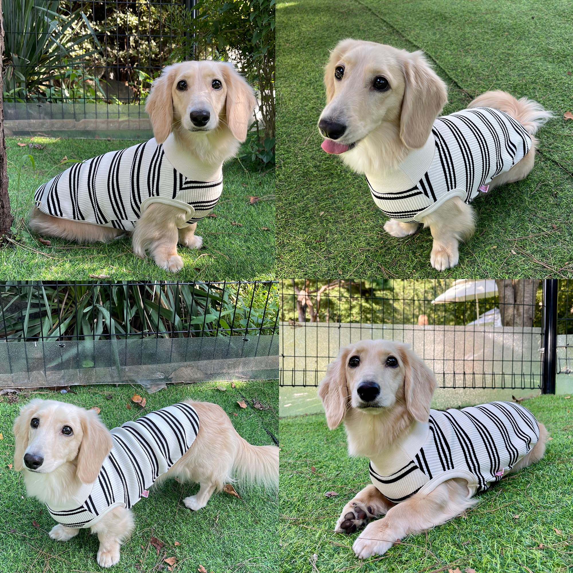D Doggy Star Dachshund Clothes For Dogs Mini And Adults T Shirts (S,Black Stripe)