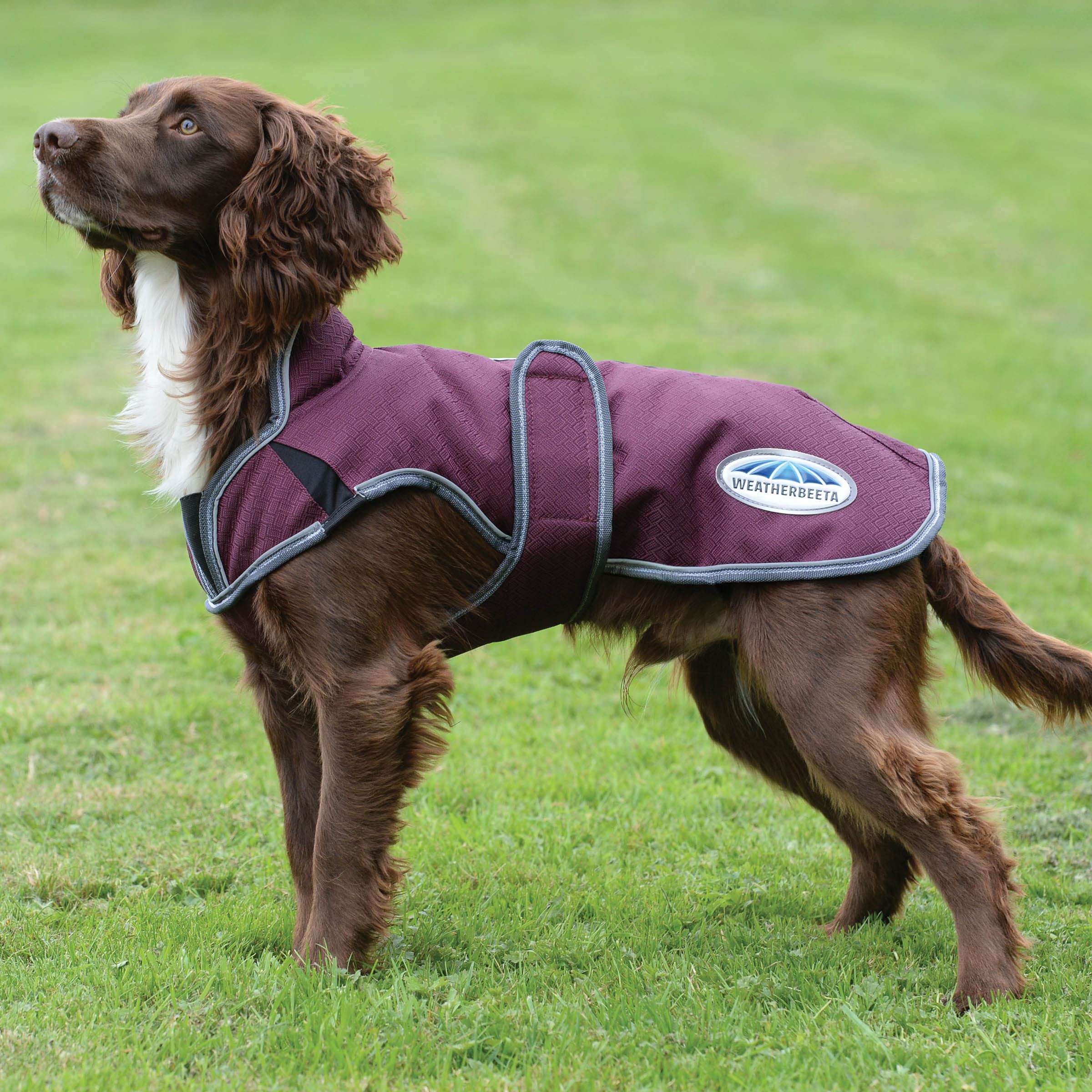 Weatherbeeta Comfitec Premier Free Parka Deluxe Dog Coat Medium, Maroon/Grey/White, 20''