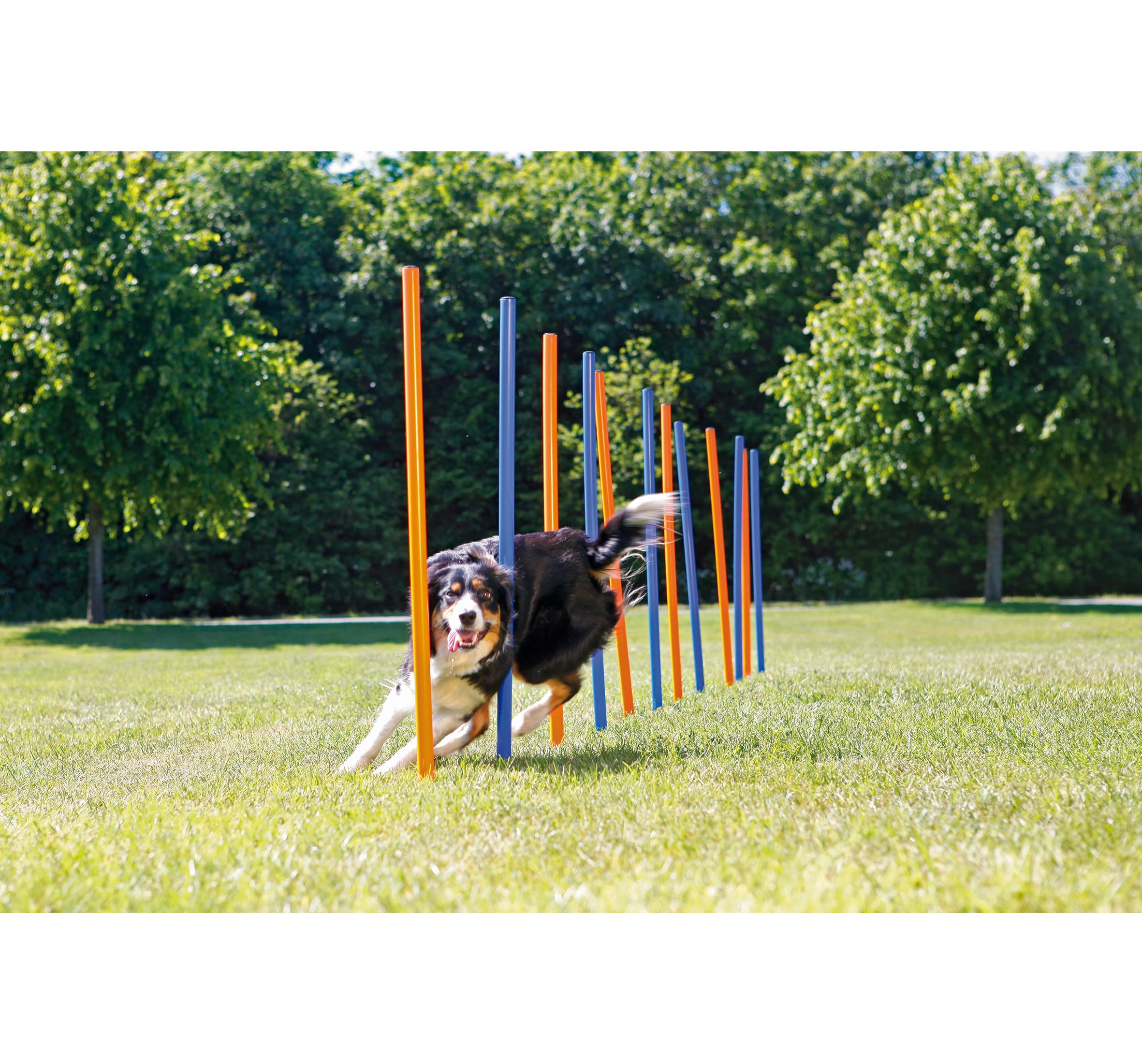 Trixie Dog Agility Course With 12 Slalom Weaves – Dog Weave Poles Ideal For Agility Training For Beginners & Advanced, Dog Agility Equipment For Dog Obstacle Courses