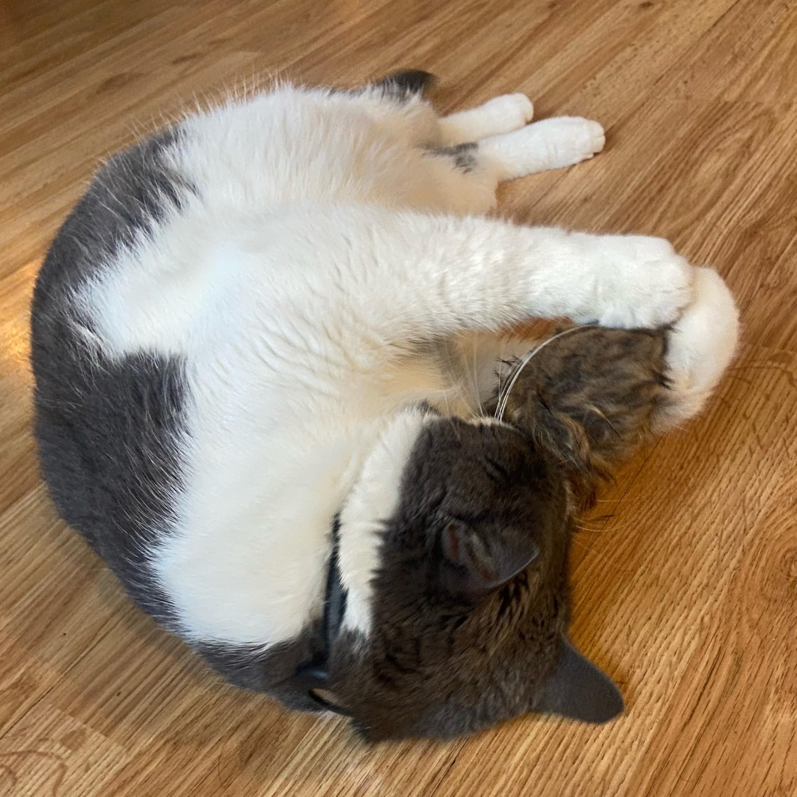 SP 4 1/2 FUR MOUSE
