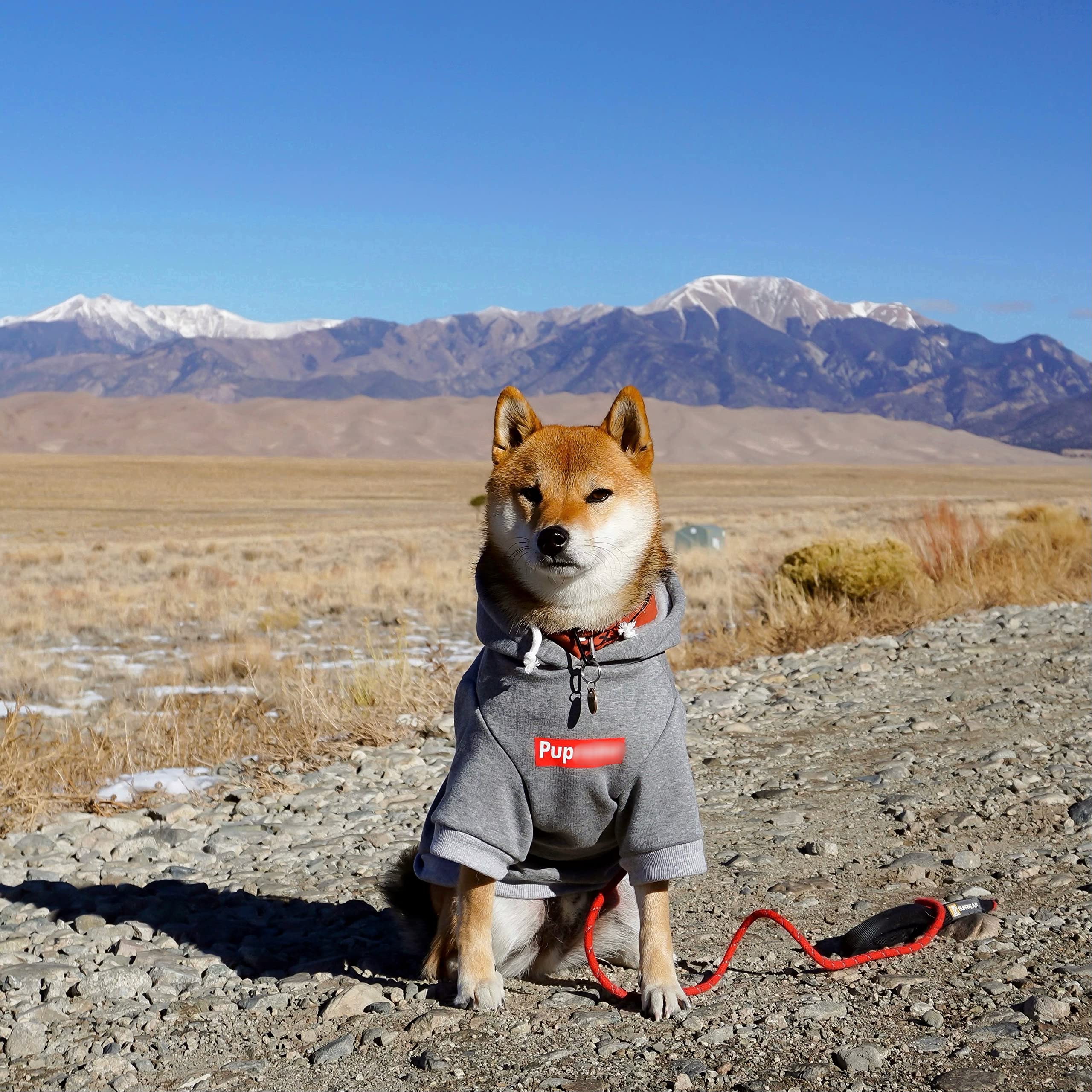 Chochocho Pup Dog Hoodie, Cat Hoodies - Stylish Streetwear Sweatshirt, Cotton Pet Clothing For Dog Cat Puppy Small Medium Large
