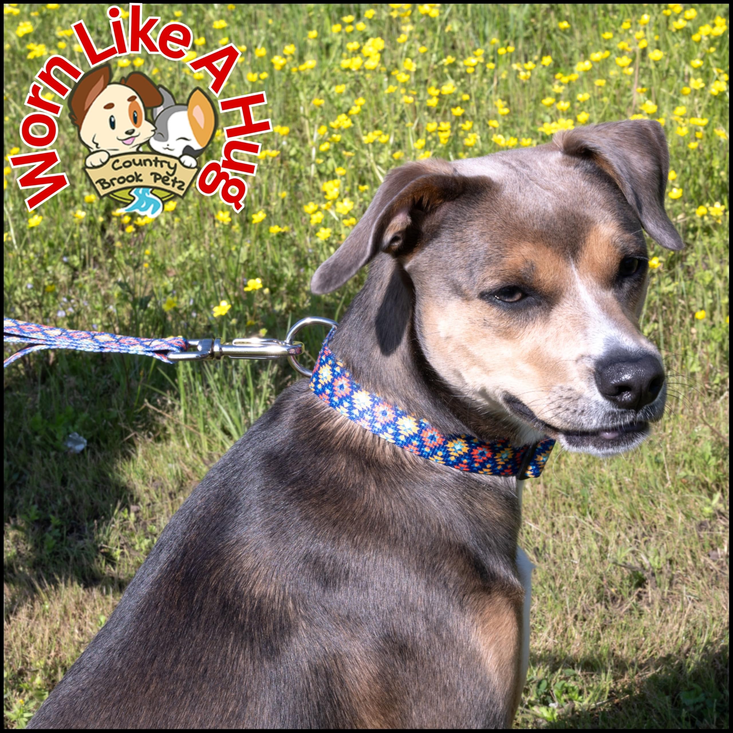 Country Brook Petz - Deluxe Utah Dog Collar - Made In The U.S.A. - Country And Western Collection Featuring Rustic Designs (1 In
