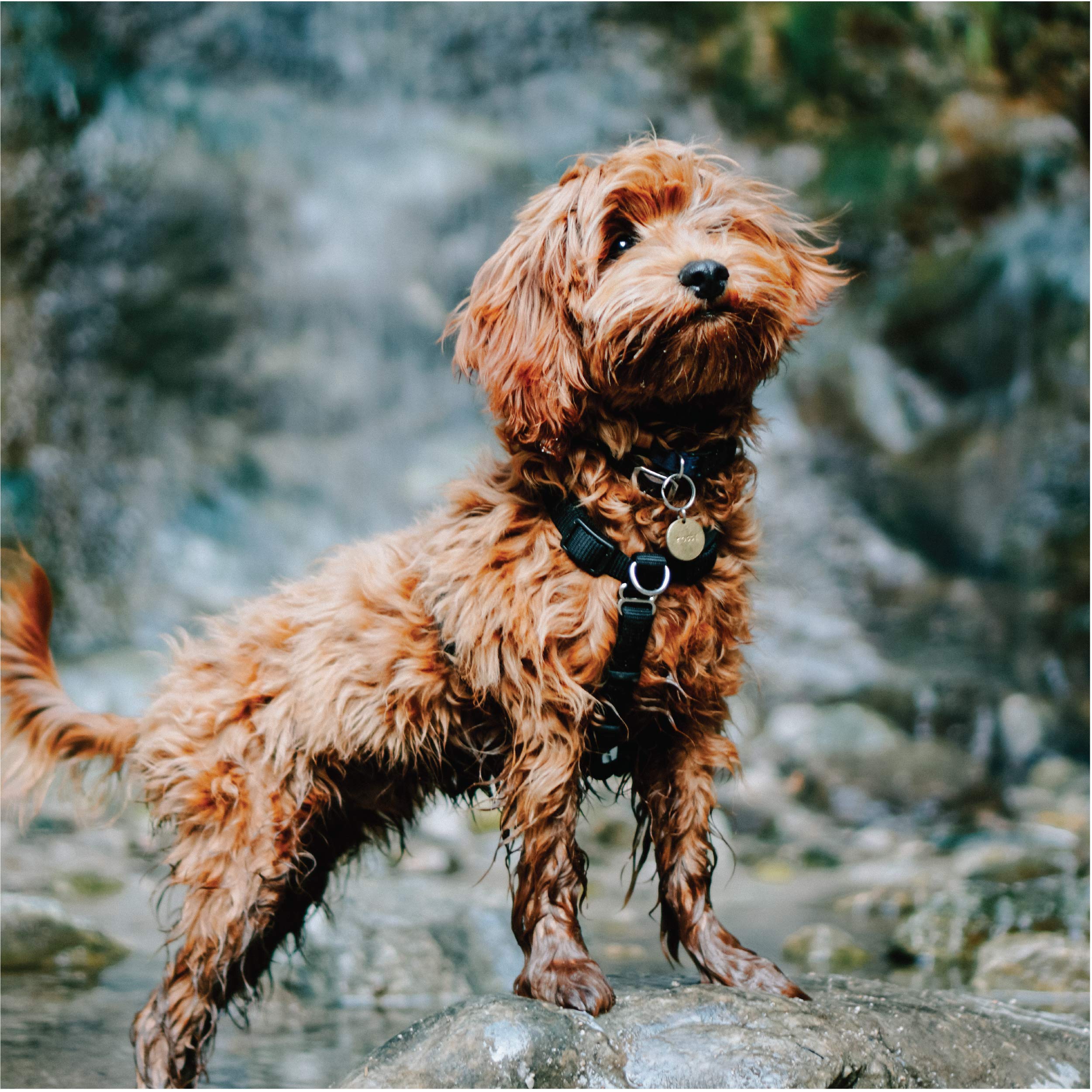 Blue-9 Pet Products No-Pull Balance Harness And Loose Leash Walking Set Dogs, Made In The Usa, Red, Medium