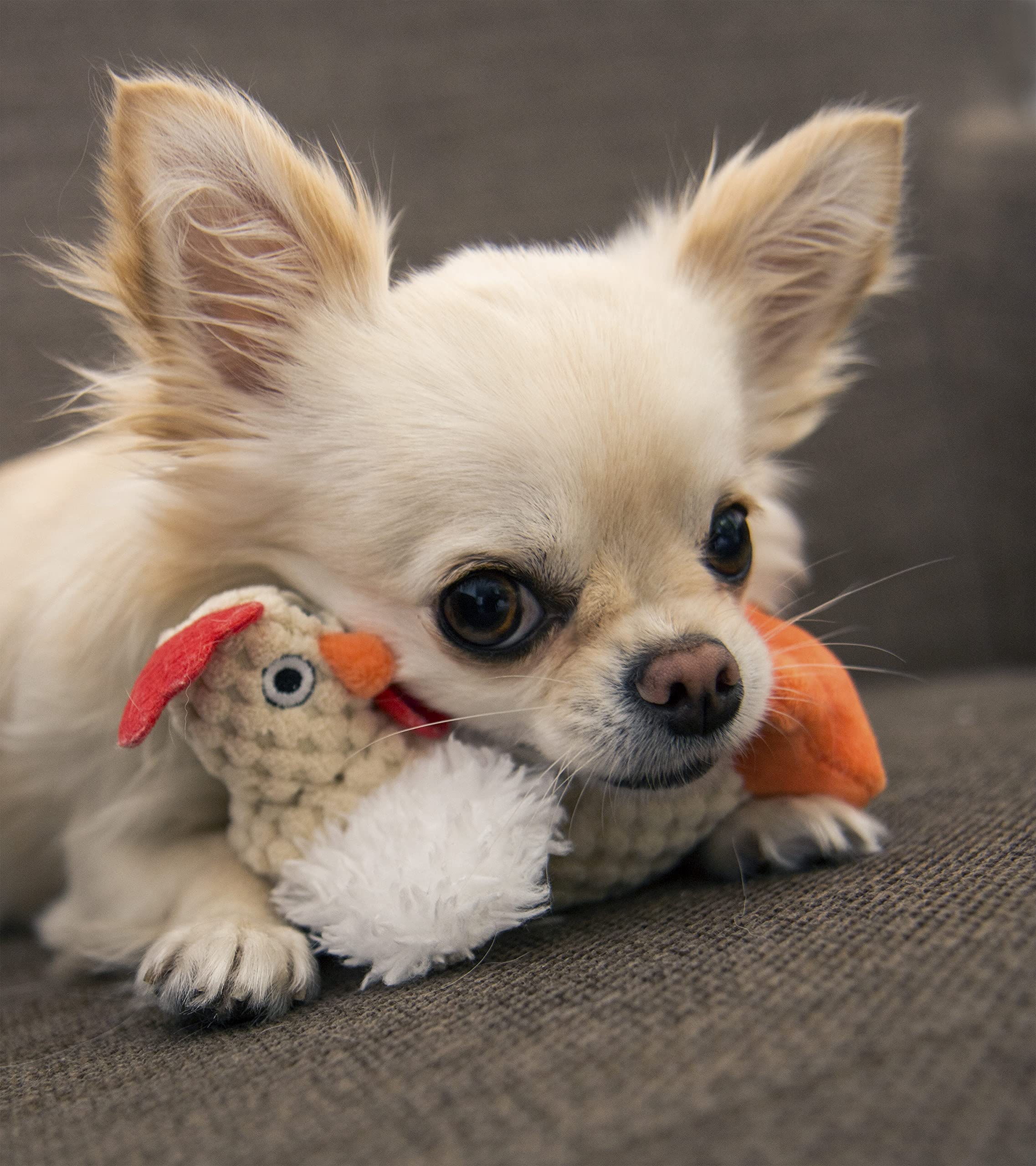 Godog Checkers Just For Me Fat Rooster Squeaky Plush Dog Toy, Chew Guard Technology - White, Mini