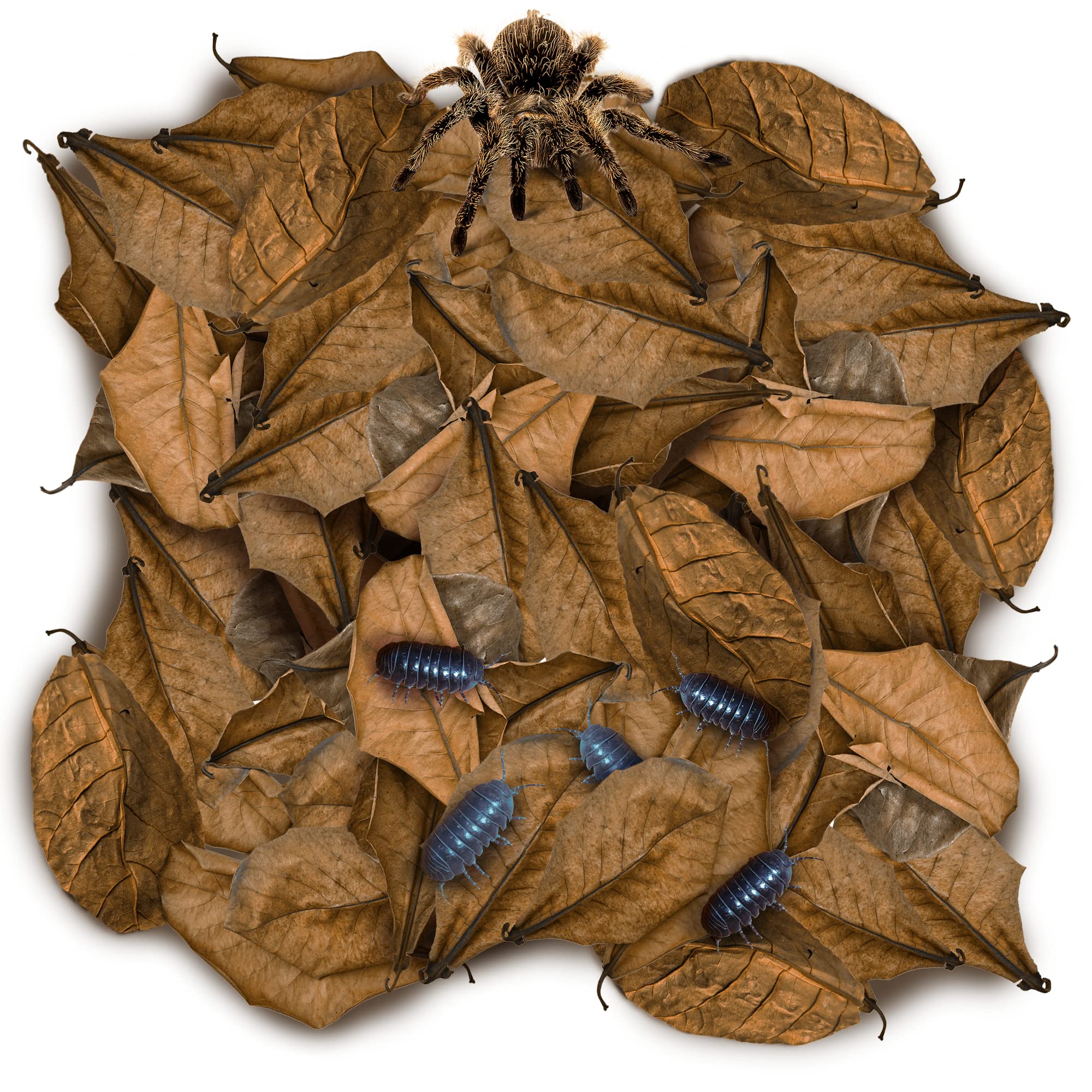 SunGrow 100 Pack Leaf Litter for Spider, Cricket & Isopod, Mini Catappa Dried Indian Almond Leaves, for Vivarium, Terrarium & Aq