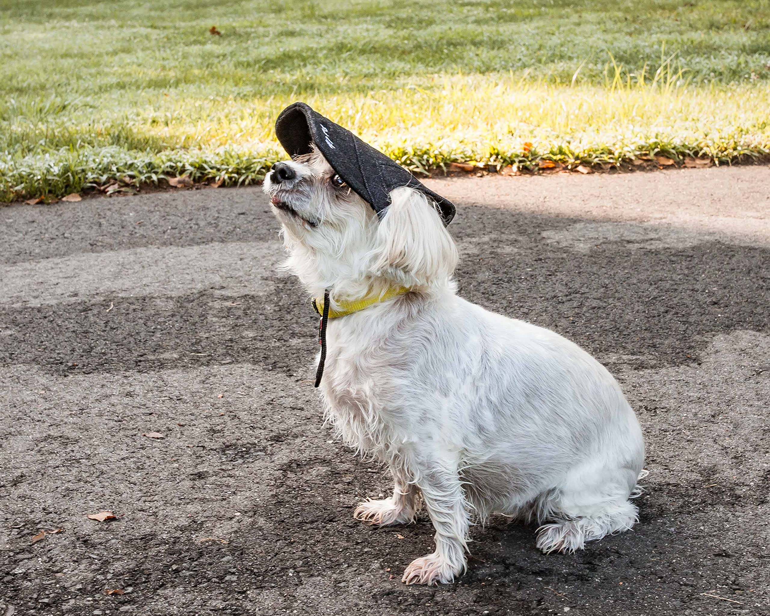 Pet Life  Fashion Dog Hat with UV Coverage Protection - Provides More Shade Than a Dog Banadana - Features Ear Holes and Adjusta
