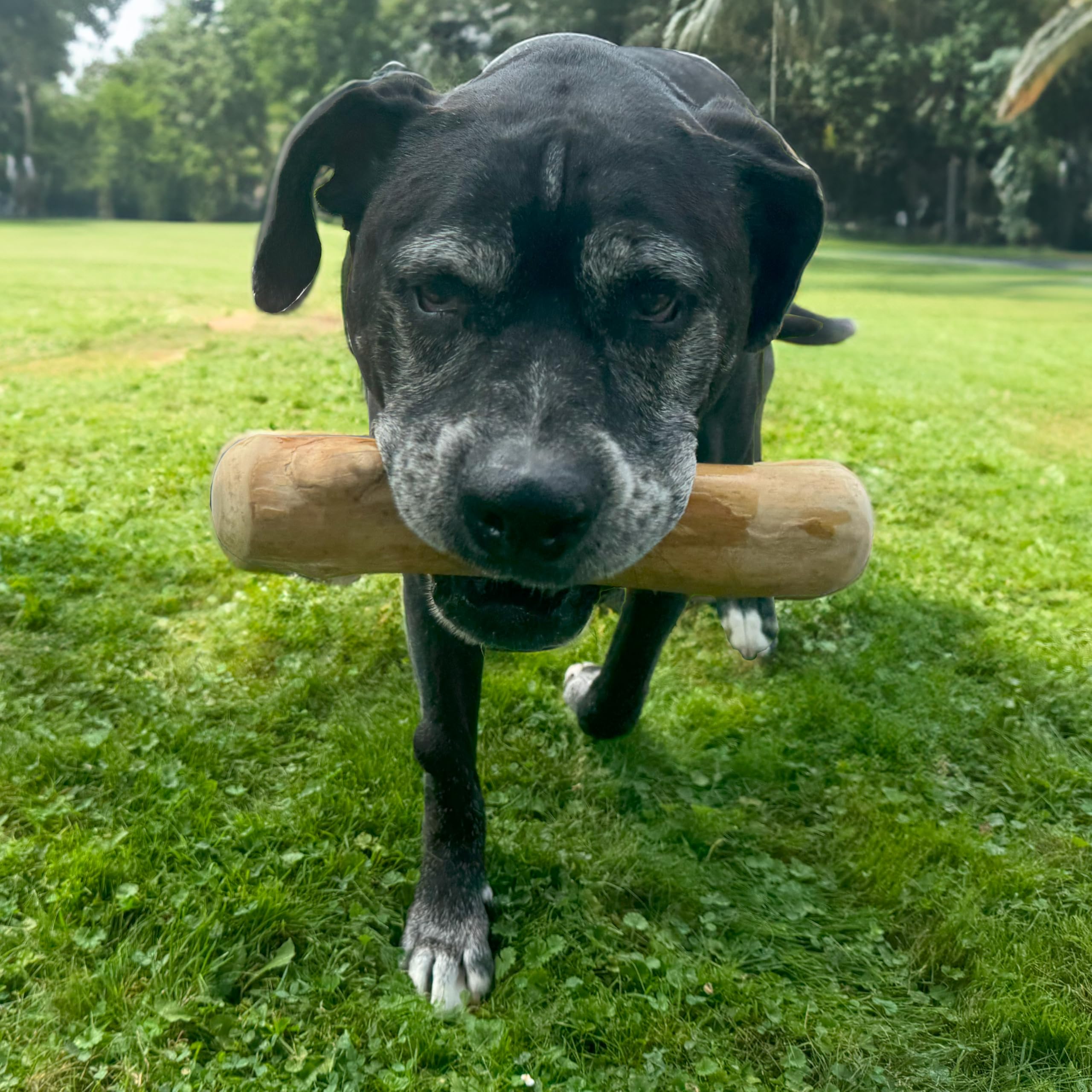 SPOT Coffee Wood Dog Chew Toy - Extra-Large, 100% Natural & Durable, Non-Splintering for Aggressive Chewers, Ideal for Dogs Over 99lbs