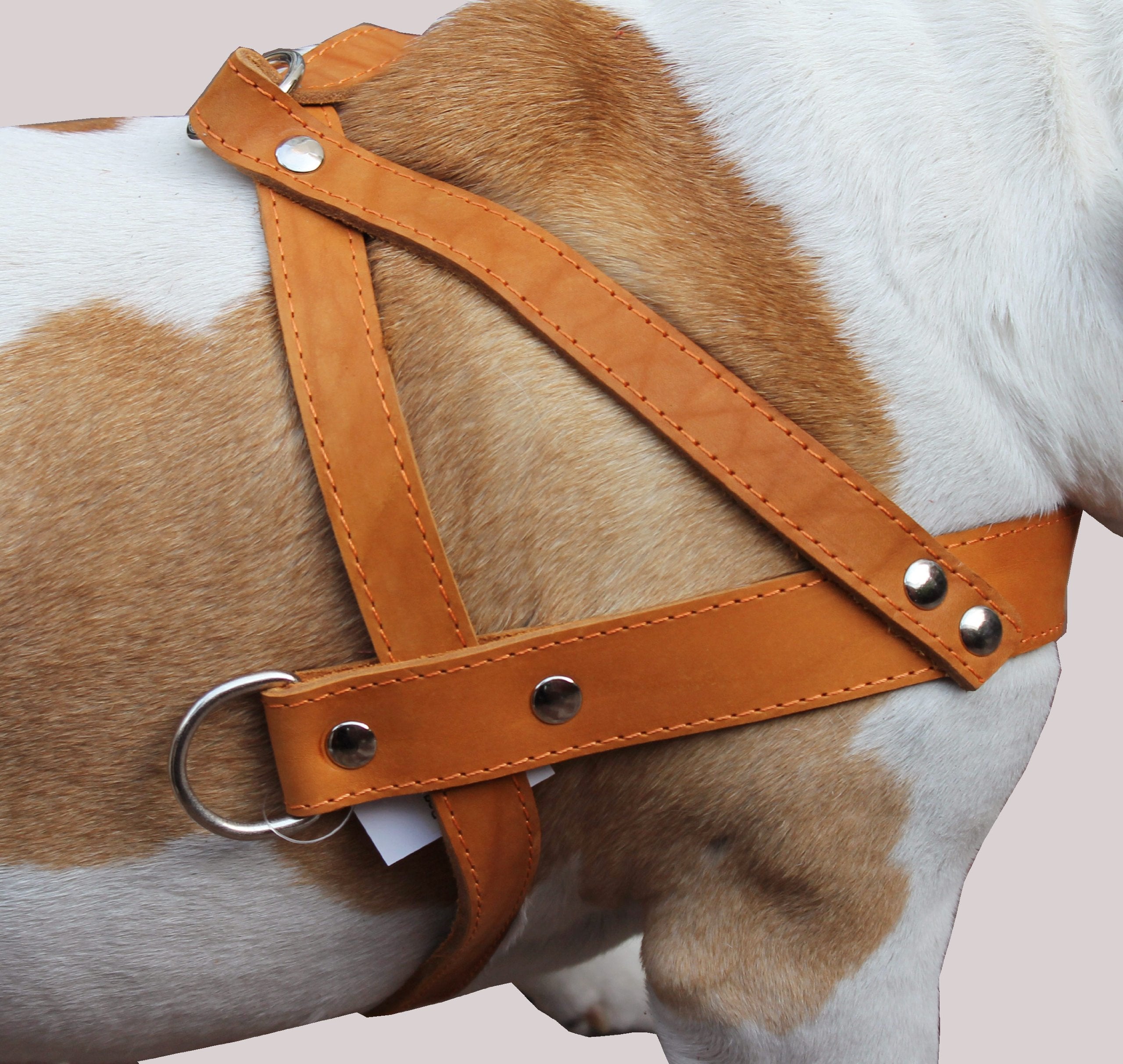 Tan Leather Dog Pulling Walking Harness Large. 31'-35' Chest, 1.5' Wide Straps
