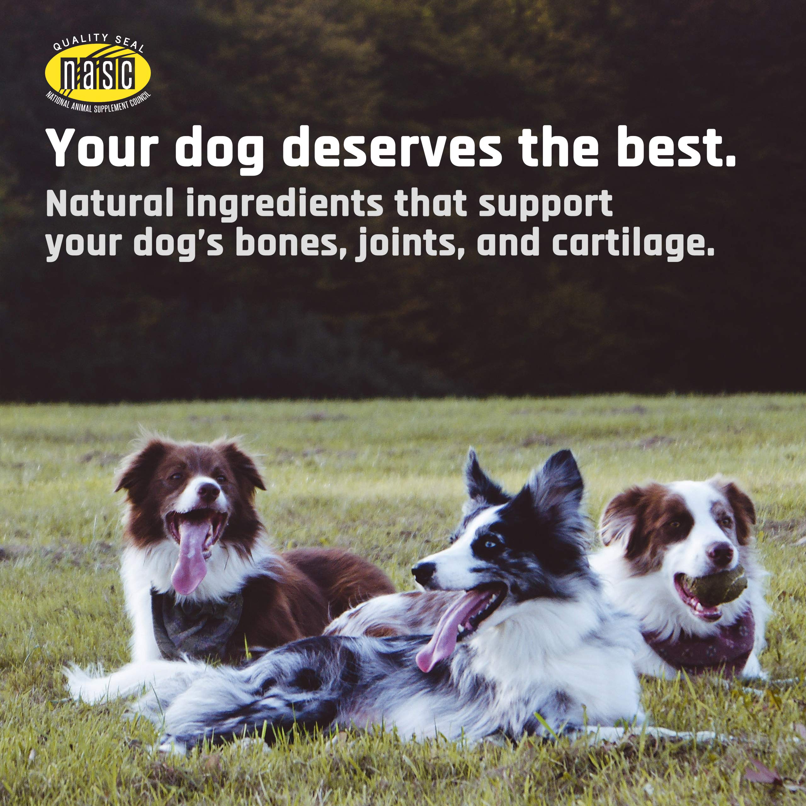 Majestys Buddy Bites Hip and Joint Wafers for Small / Medium Dogs - Superior Support Supplement - Peanut Butter and Coconut Oil