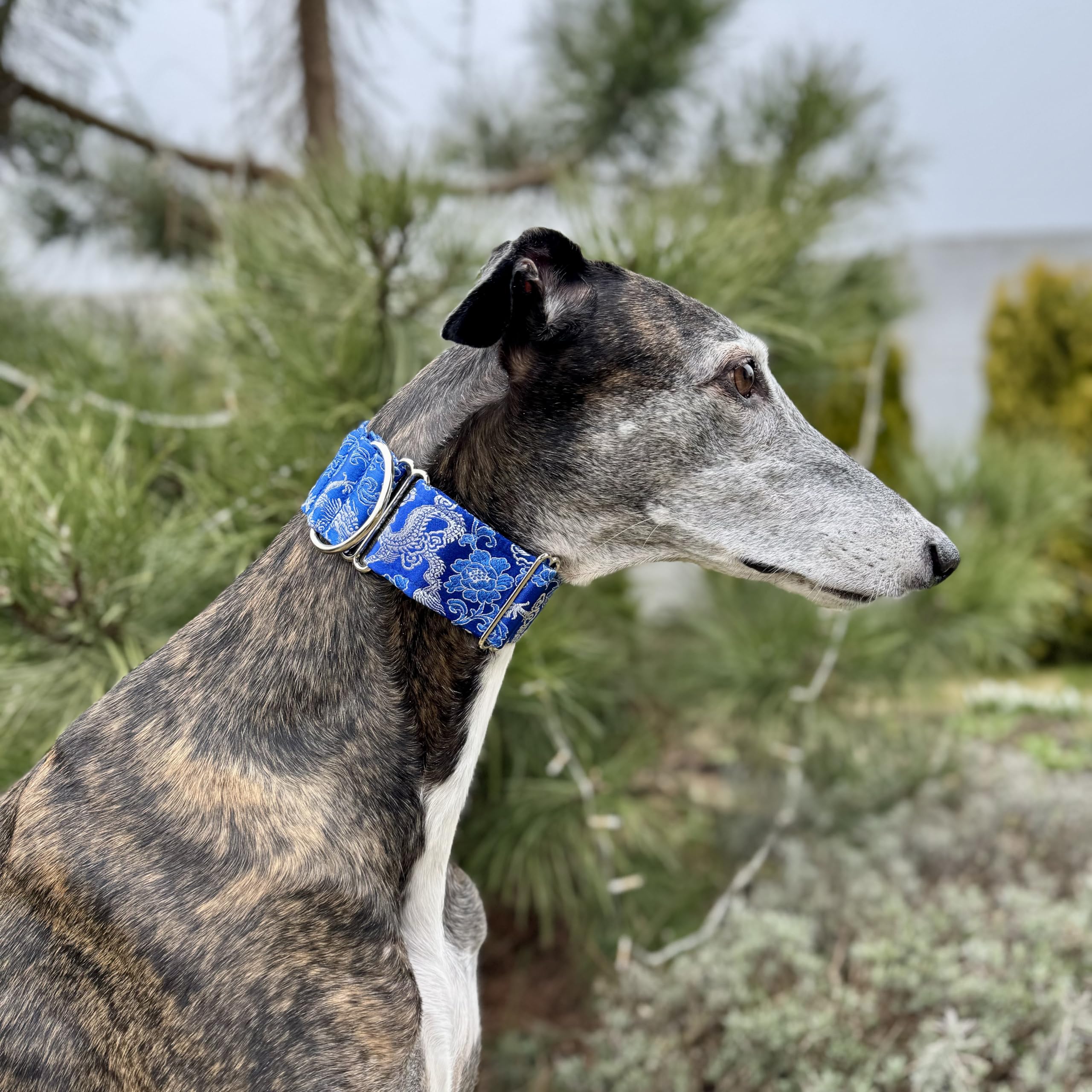 Extra Soft Martingale Dog Collar For Greyhound Saluki Whippet And Other Breeds With Similar Neck 2'' Wide (L 14''-18'')